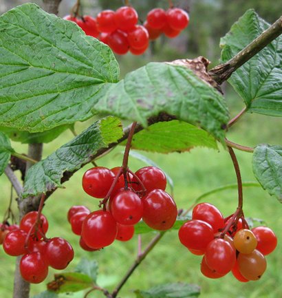 Edible Highbush Cranberry Viburnum Edule - 3-5