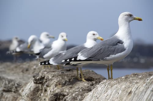 1000 Piece Wooden Jigsaw Puzzle - Seagulls Side by Side Ocean Scene - Adult & Kid Friendly Brain Teaser Game for Family Night, Classroom Activities & Stress Relief