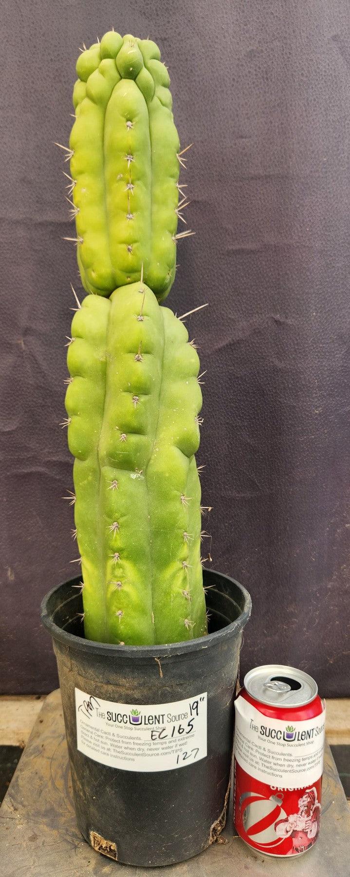 EC165 EXACT Trichocereus Pachanoi Monstrose - 19 Inch Ornamental Cactus for Home Decor, Office Plants & Desert Landscaping