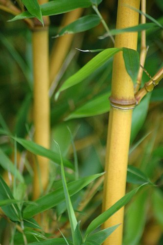 Golden Crookstem Bamboo (Phyllostachys aureosulcata 'Aureocaulis') - Live Plant for Privacy Screening, Zen Gardens & Tropical Landscaping - Fast Growing Cold Hardy Ornamental Bamboo