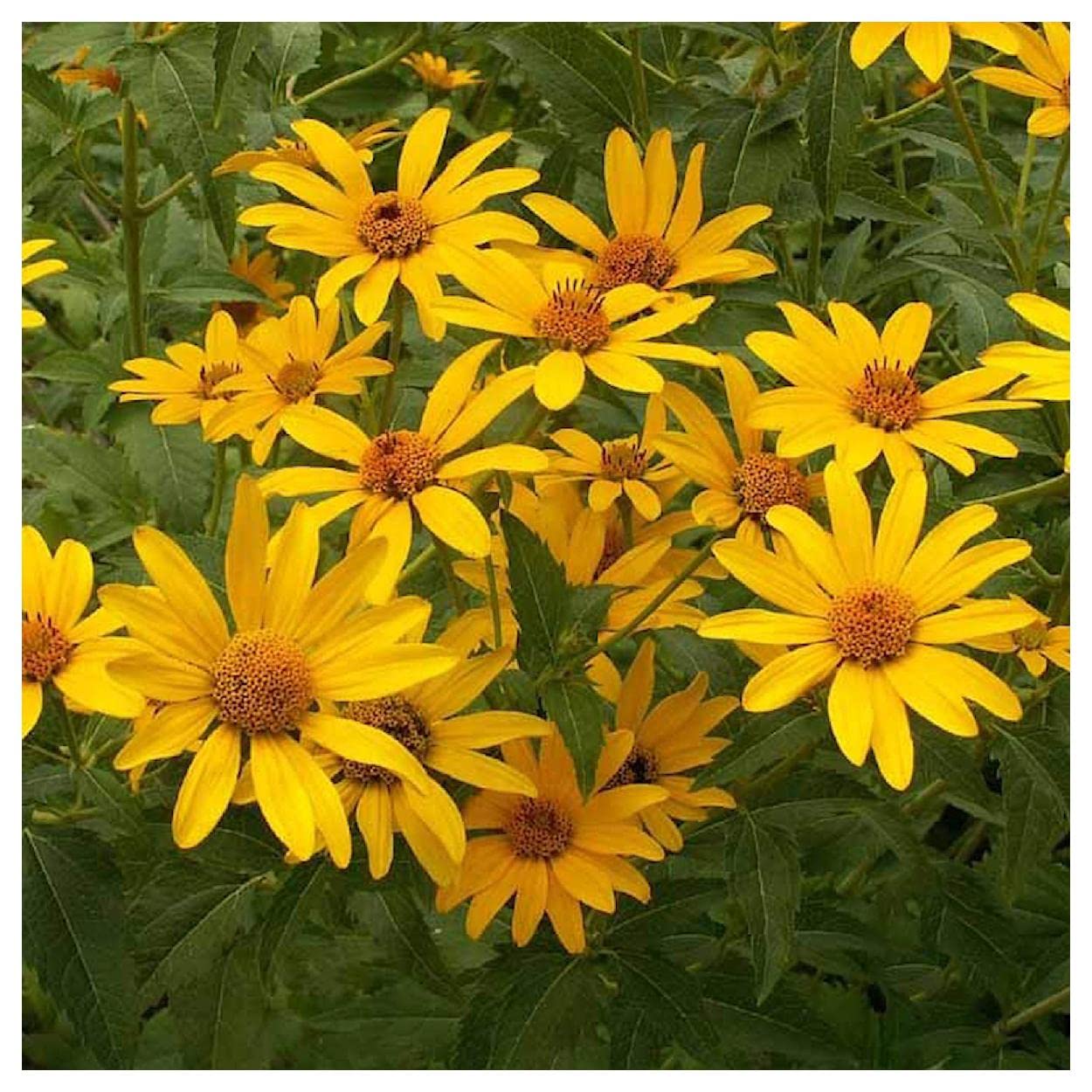 Everwilde Farms 1000 Early Sunflower Native Wildflower Seeds - Gold Vault Jumbo Seed Packet for Home Gardening, Landscaping & Pollinator Gardens