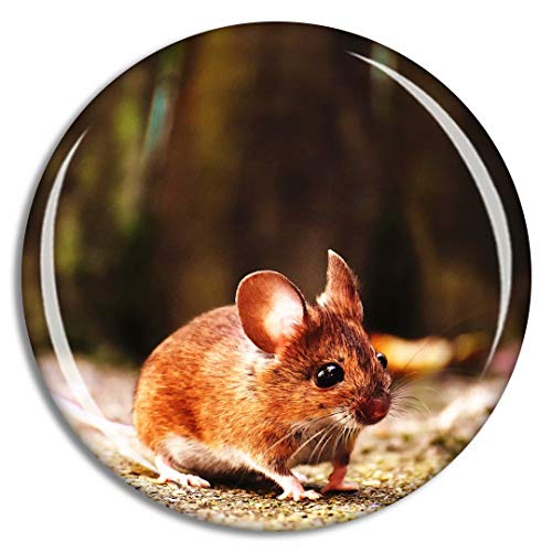 Mouse Rodent1