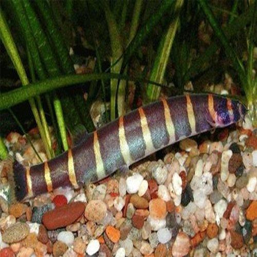 Giant Kuhli Loach (Pangio myersi) - Live Freshwater Aquarium Fish for Tropical Tanks & Community Aquascaping