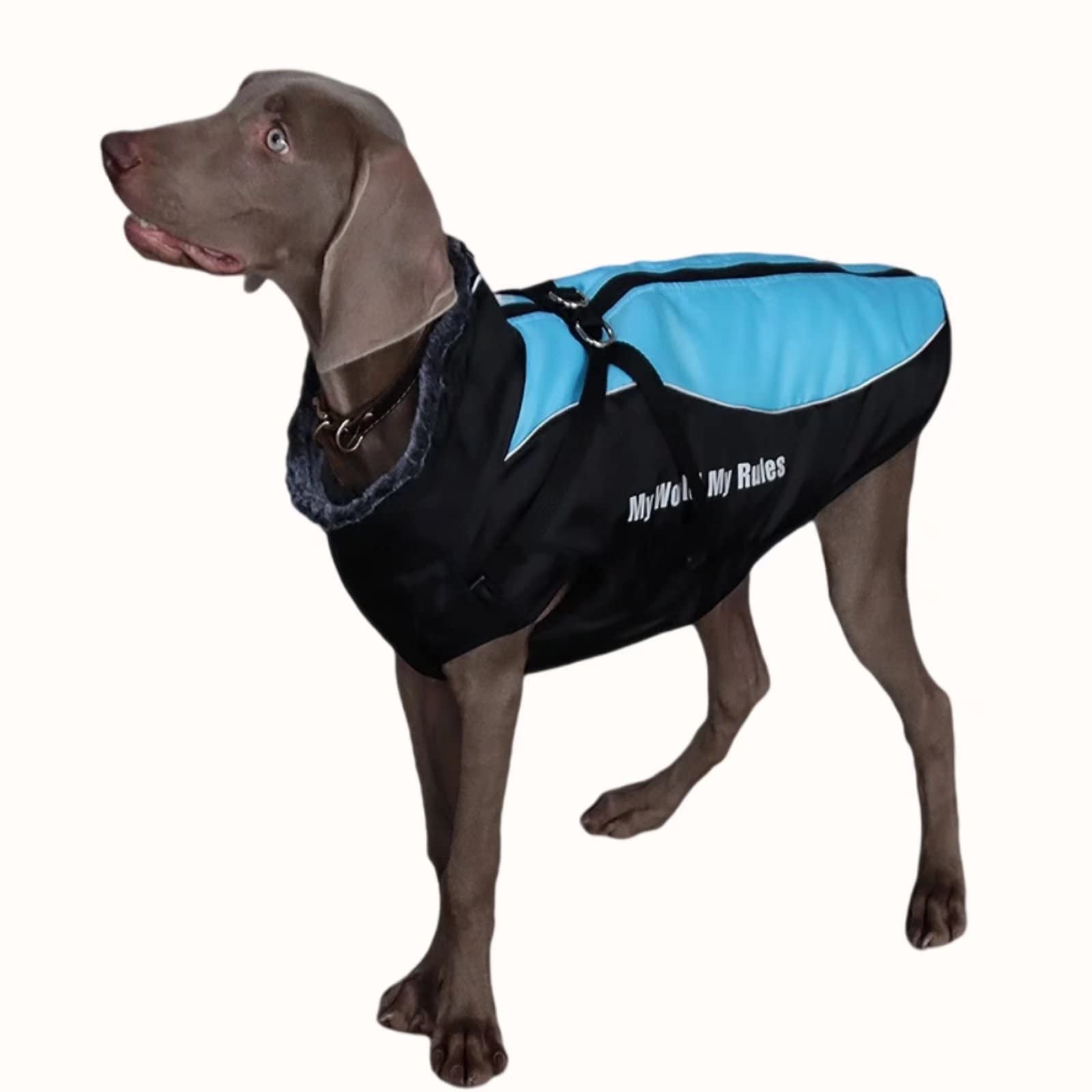 Xqpetlihai Reflective Waterproof Windproof Dog Winter Jacket with Zipper Harness & Furry Collar - Fleece Lined Pet Coat for Medium & Large Dogs (Size 3XL, Blue) - Perfect for Hiking, Camping & Outdoor Winter Adventures