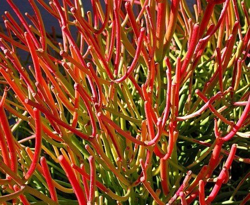 Exotic Euphorbia Tirucalli (Pencil Cactus) - 6