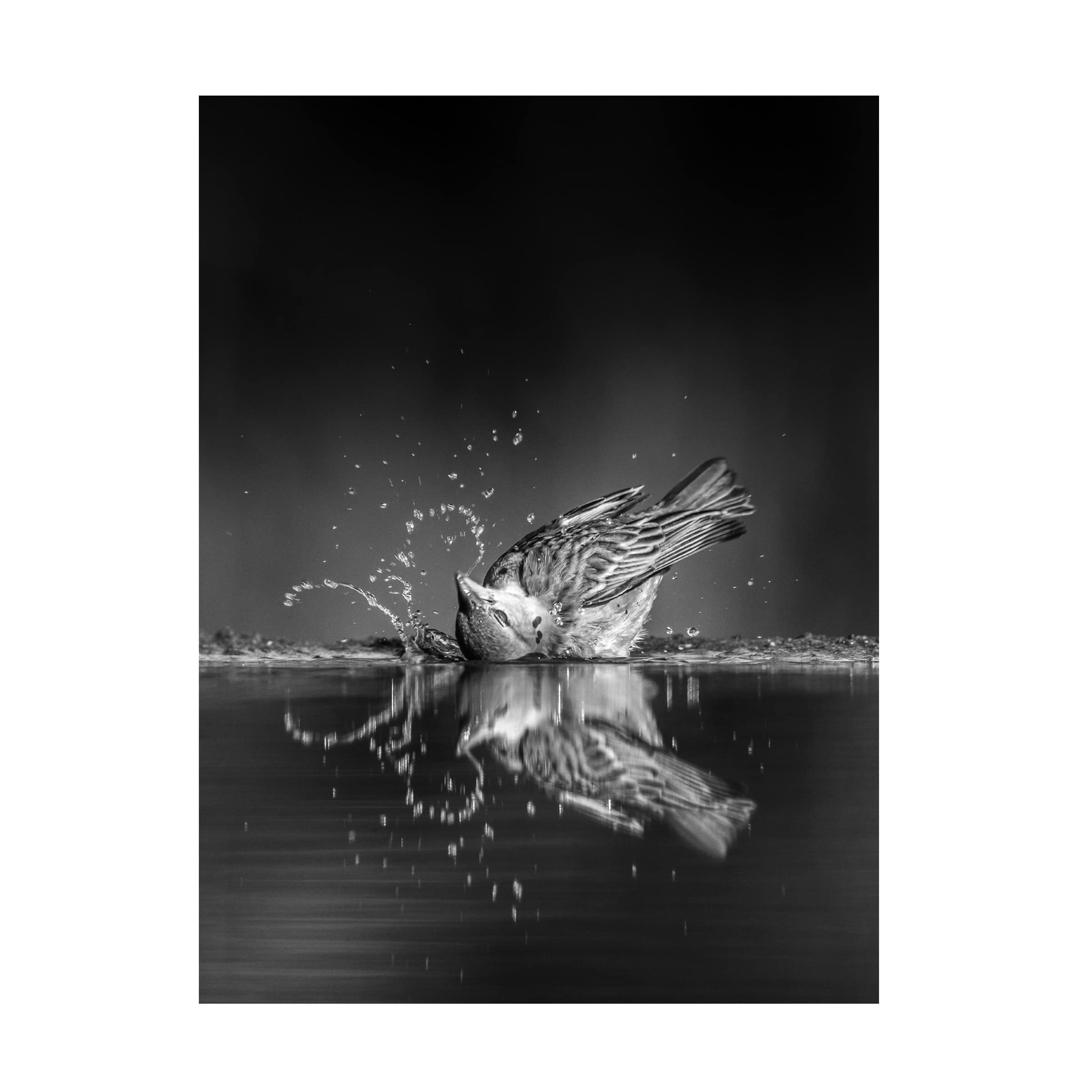 Trademark Fine Art 'Swoosh' Canvas Wall Art by Jaco Marx - Modern Abstract Painting for Living Room, Bedroom & Office Decor