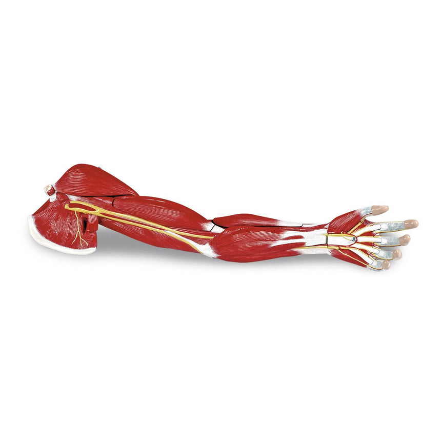Model Arm Muscle/Life 7Prt - Realistic Anatomical Arm Model for Medical Study & Fitness Training | Perfect for Classroom, Gym & Physical Therapy