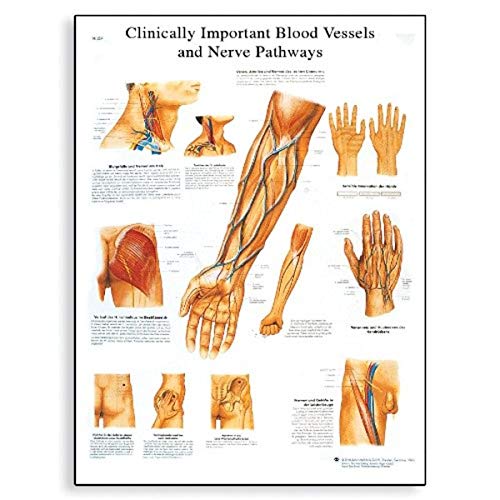 3B Scientific VR1359L Blood Vessels and Nerve Pathways Anatomical Chart - Premium Glossy Laminated Paper - Perfect for Medical Classrooms, Anatomy Studies & Healthcare Professionals