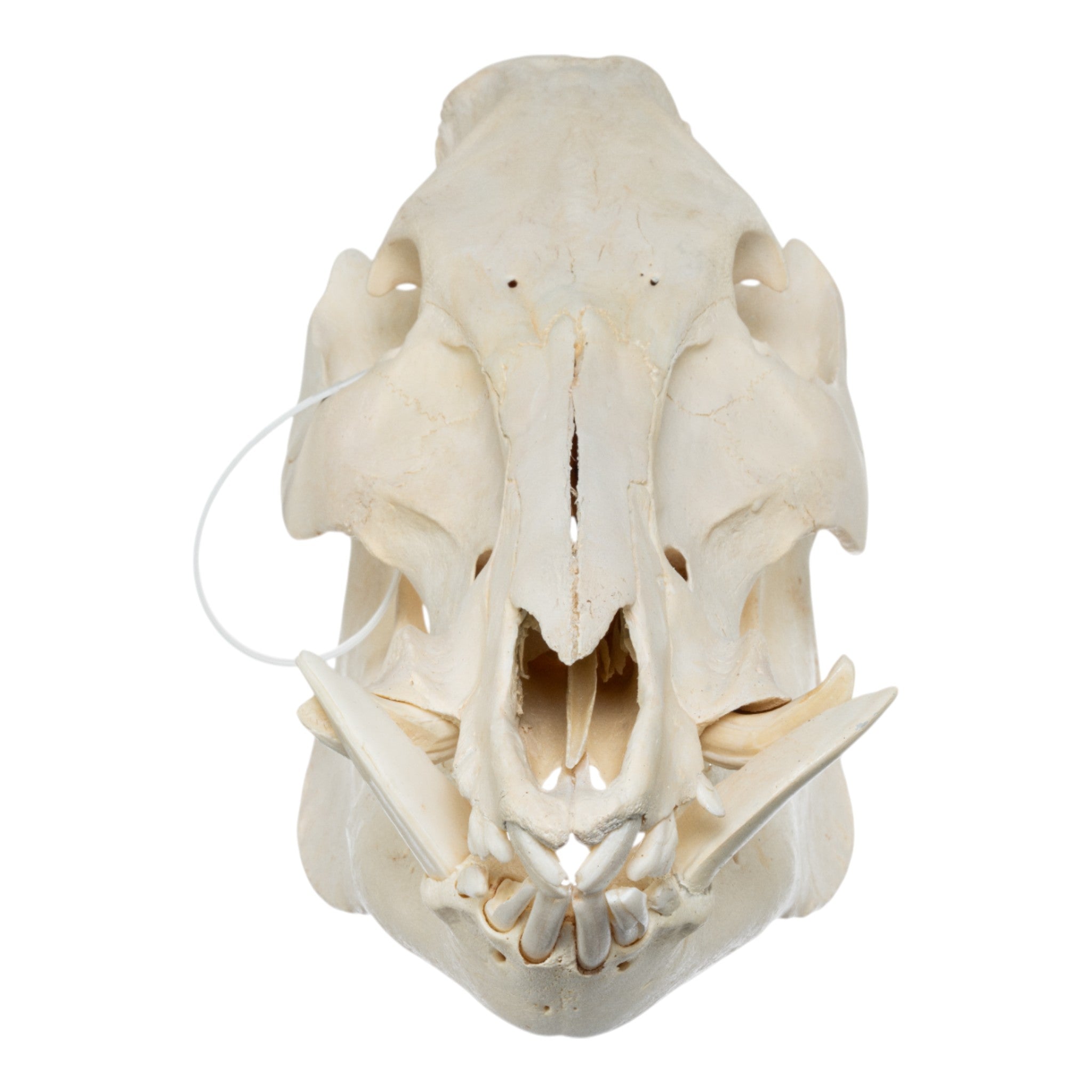 Real Wild Boar Skull for Home Decor, Hunting Trophy & Gothic Display - Authentic European Taxidermy Specimen