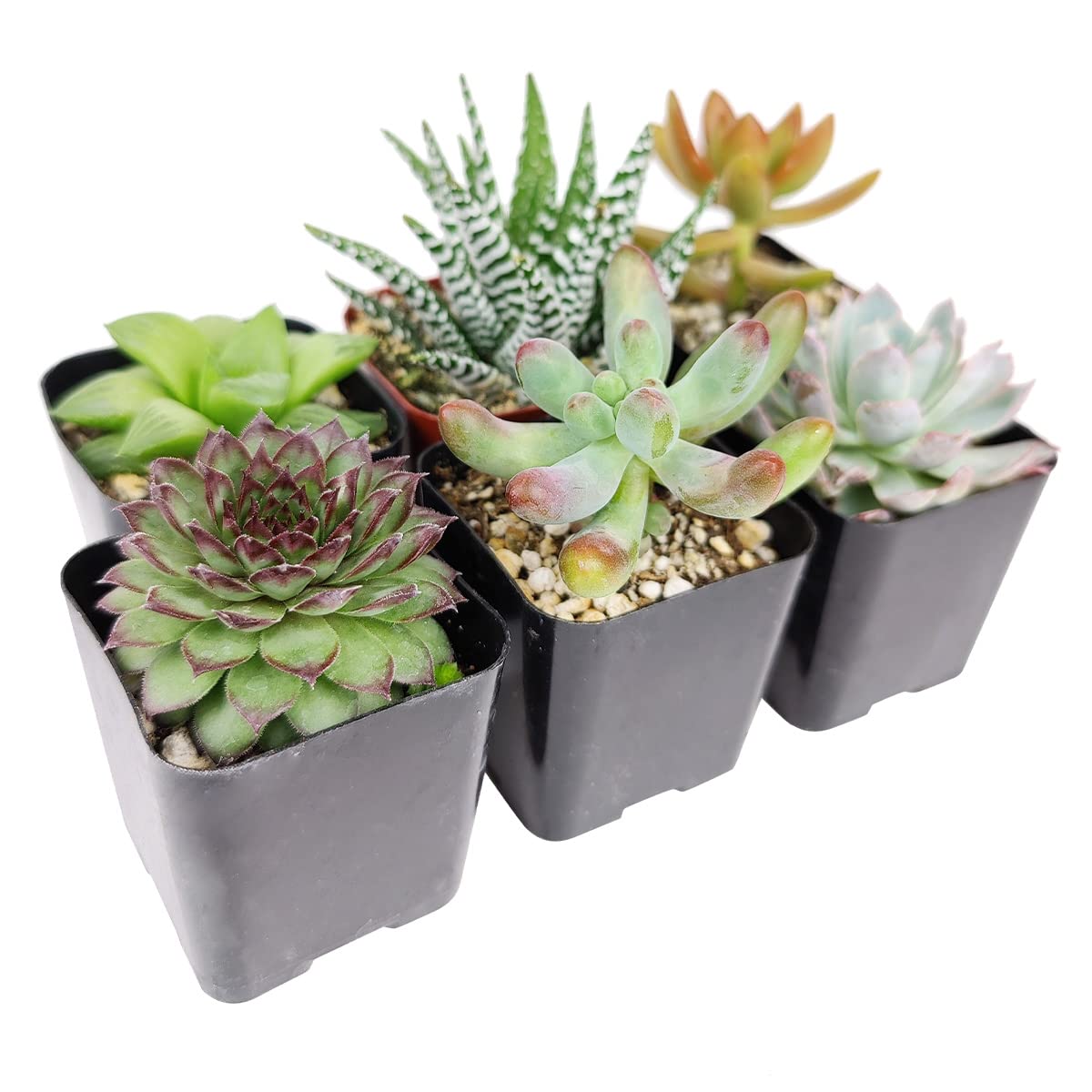 Pet-Friendly Succulent Pack - Set of 24 Non-Toxic Succulent Plants for Cats & Dogs | Safe Indoor Houseplants for Home, Office & Garden Decor | Perfect for Pet Owners & Plant Lovers
