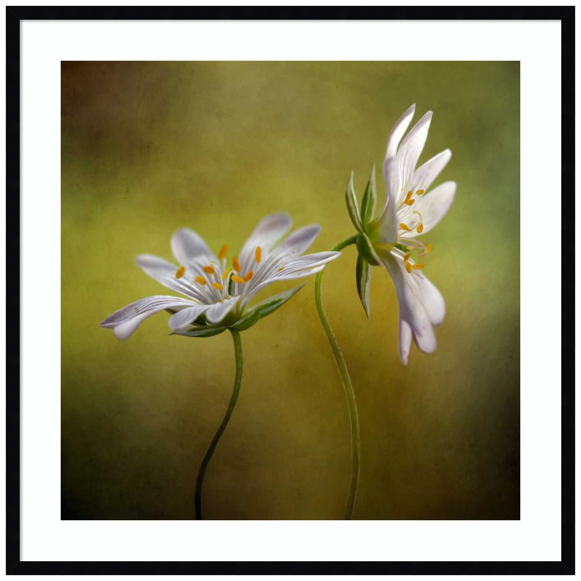 Amanti Art Echo by Mandy Disher - 33x33 Inch Wood Framed Wall Art Print with Svelte Noir Black Frame - Perfect for Living Room, Bedroom & Office Decor