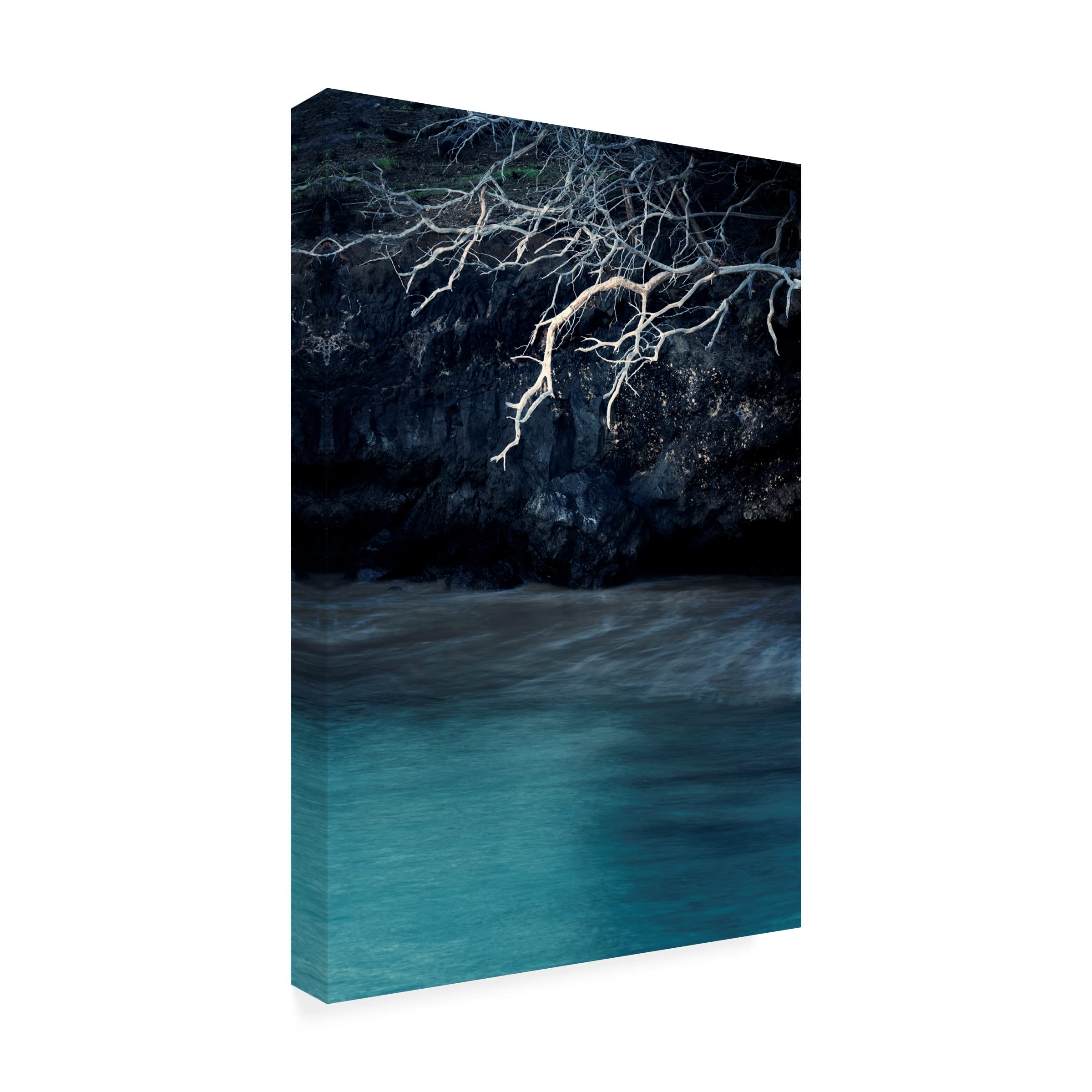 Trademark Fine Art 'Roots Of Tree' Canvas Wall Art Print by Dennis Frates - Nature Landscape Home Decor for Living Room, Bedroom & Office