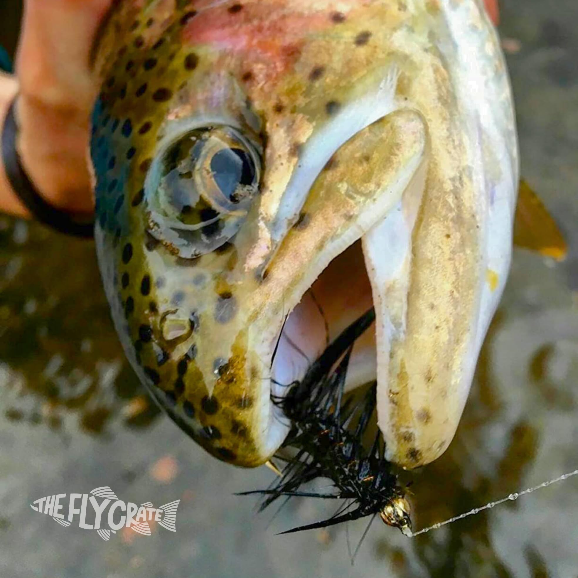Woolly Bugger Flies for Trout Fly Fishing - Assorted Streamer Flies Kit | Perfect for Freshwater Fishing, Fly Tying & Outdoor Adventures
