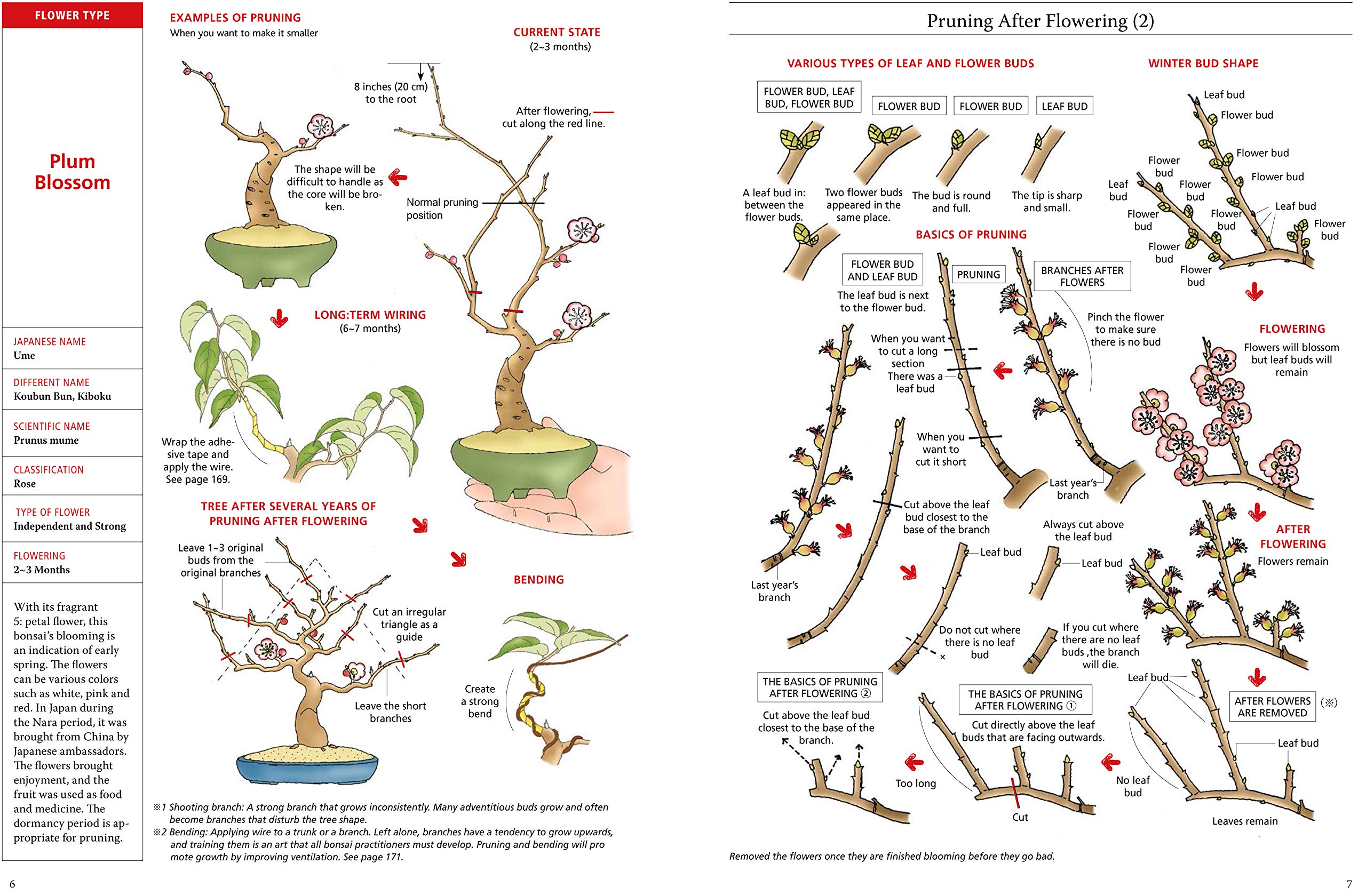 Bonsai for Beginners: The Complete Illustrated Guide with Monthly Growth Schedules & 2000+ Illustrations - Perfect for Home Decor, Gardening Gifts & Zen Meditation Spaces