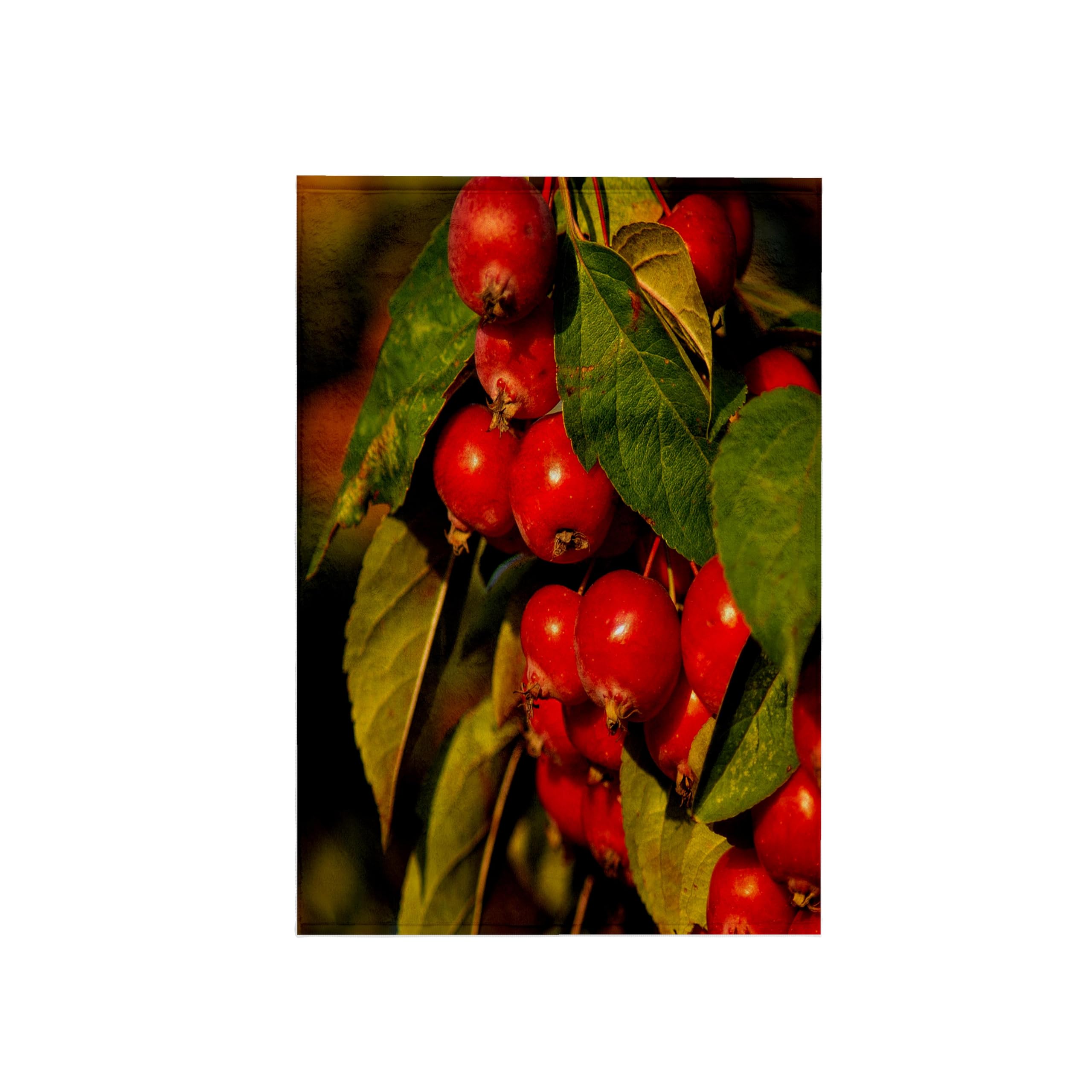 3dRose Alexis Photography Red Crabapple Fruits on Tree with Green Leaves - Decorative Kitchen Towels (twl-300778-1) - Perfect for Home Decor, Farmhouse Style Kitchen & Unique Gift Ideas