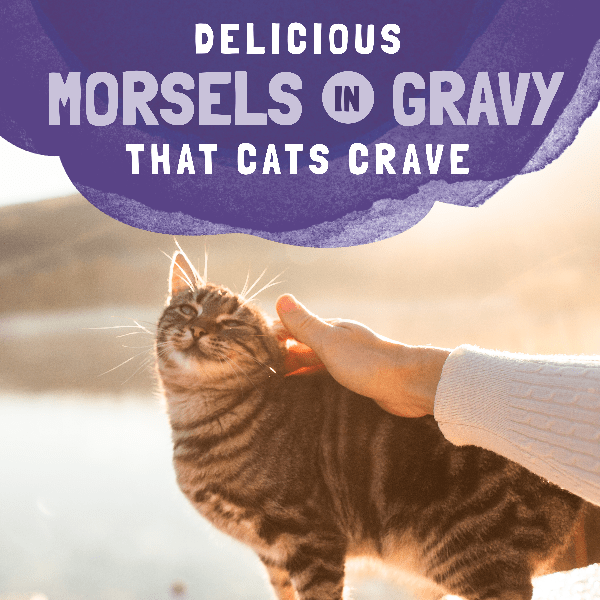 Natural Balance Platefulls Chicken & Chicken Liver Recipe Morsels in Gravy - Grain-Free Wet Cat Food Pouches for Adult Cats - Perfect for Mealtime, Travel & Treat Rewards