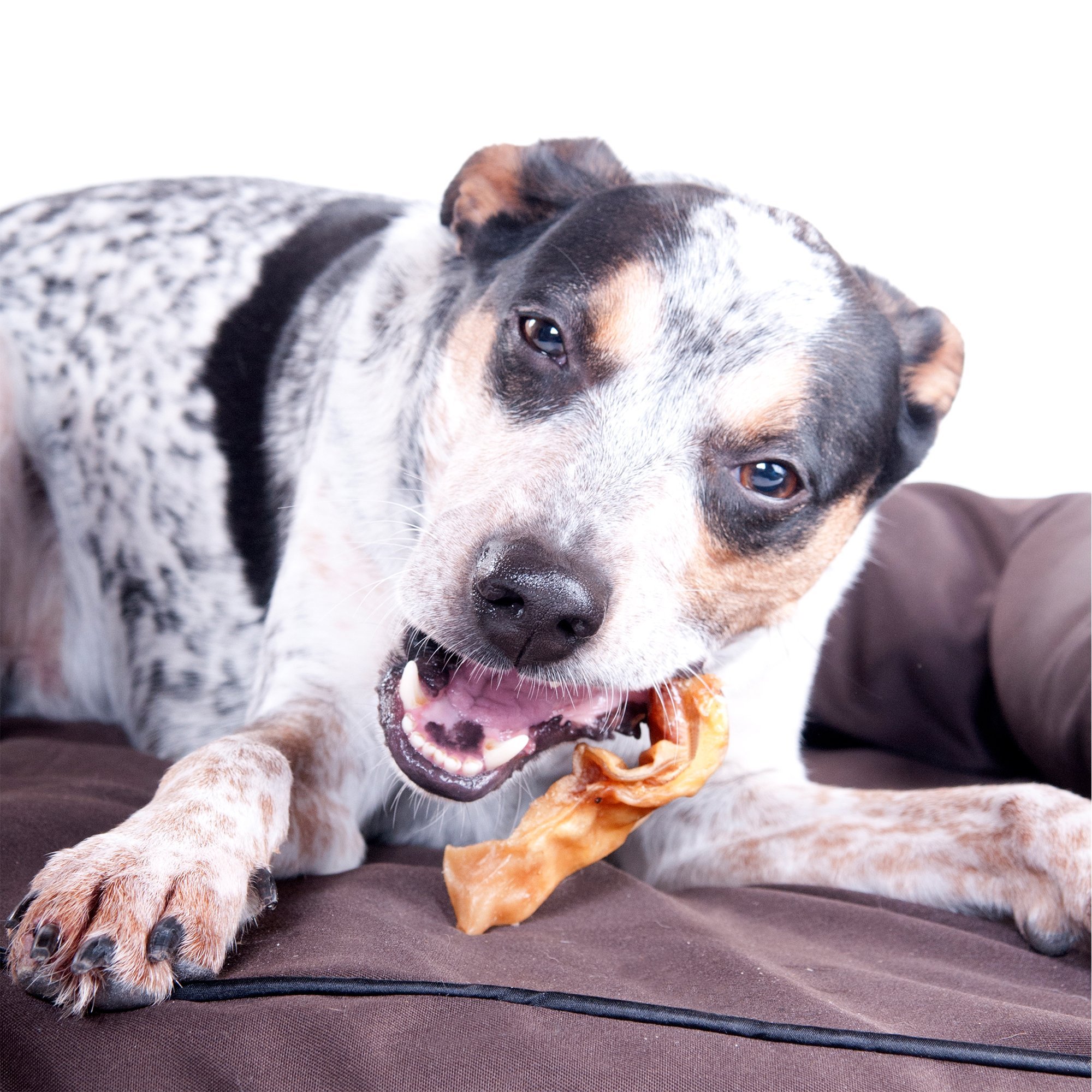 Downtown Pet Supply Pig Ears Strips for Dogs - Natural Dog Treats for Small & Large Breeds - Dental Chews for Teeth Cleaning - Rawhide-Free, Protein-Rich Snacks with Vitamins & Minerals - Promotes Healthy Skin & Coat - 2 lb Bag - Perfect for Training Rewards & Dental Care at Home