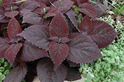 30pcs Dark Chocolate Coleus Flower Seeds - Dichondra for Home Garden, Landscaping & DIY Projects - Easy to Grow Indoor & Outdoor Plants