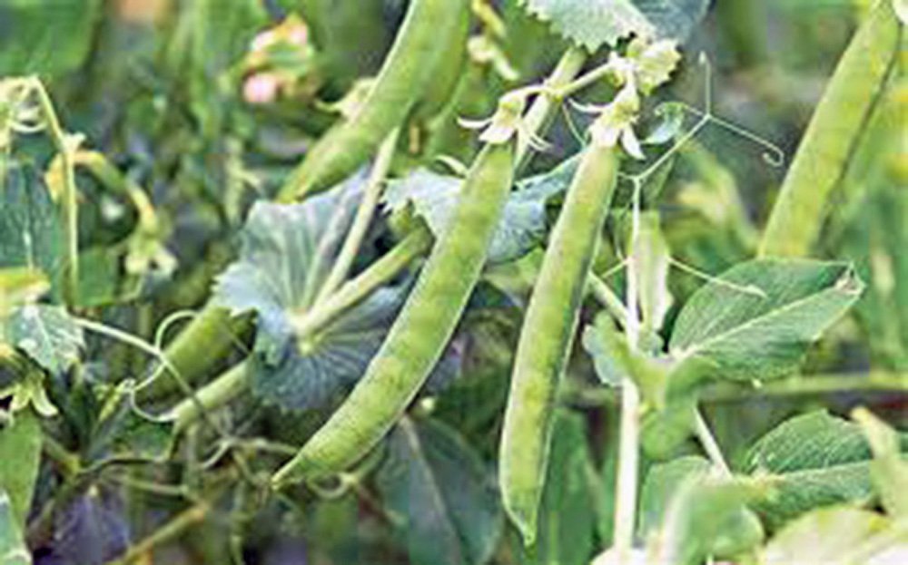 Lincoln Heirloom Pea Seeds - Non-GMO, 20 Count | Perfect for Home Gardening & Fresh Pea Harvest | Country Creek Acres