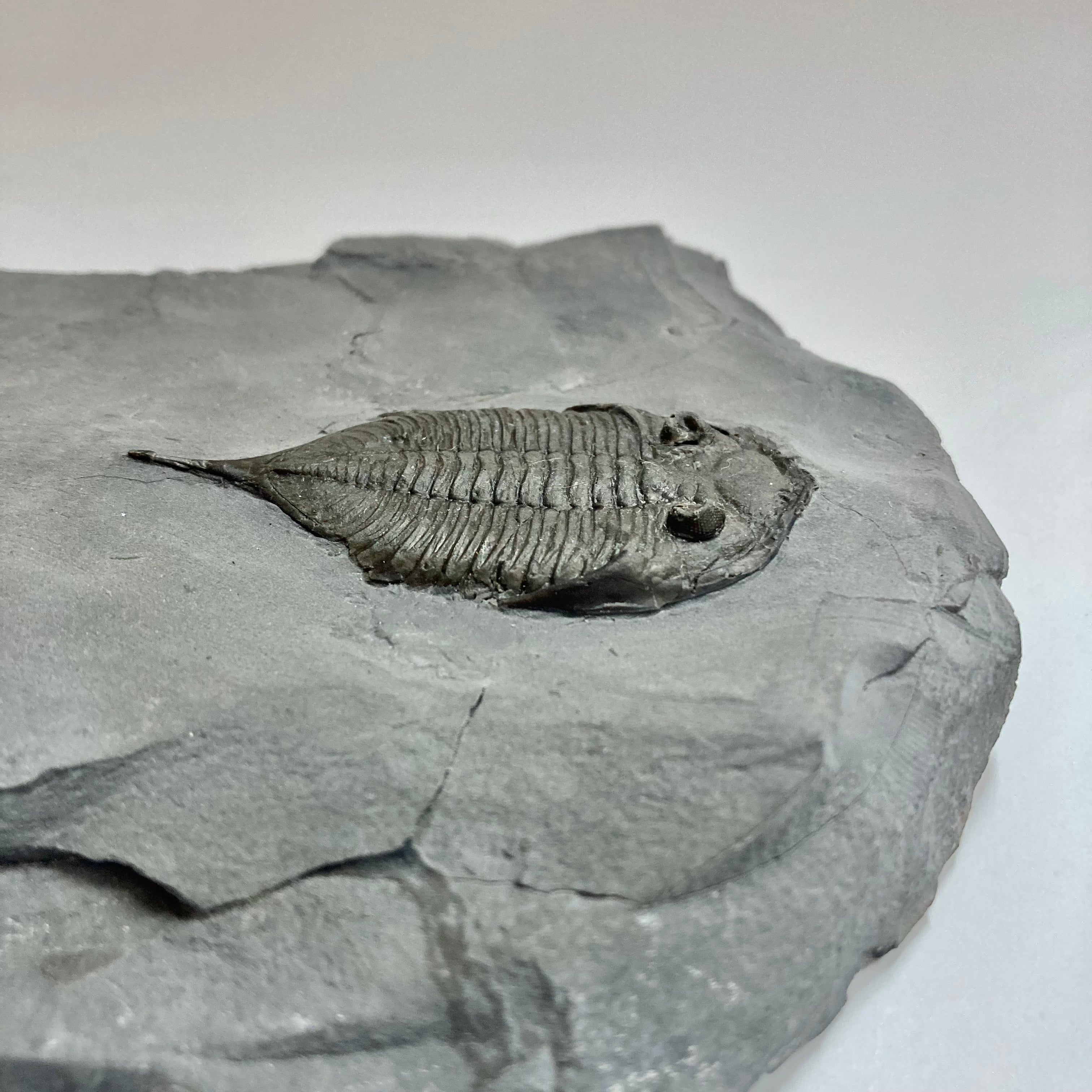 Authentic Dalmanites Limulurus Trilobite Fossil - Rare Paleozoic Era Specimen for Collectors & Science Enthusiasts | Perfect for Home Decor, Education & Gift Giving