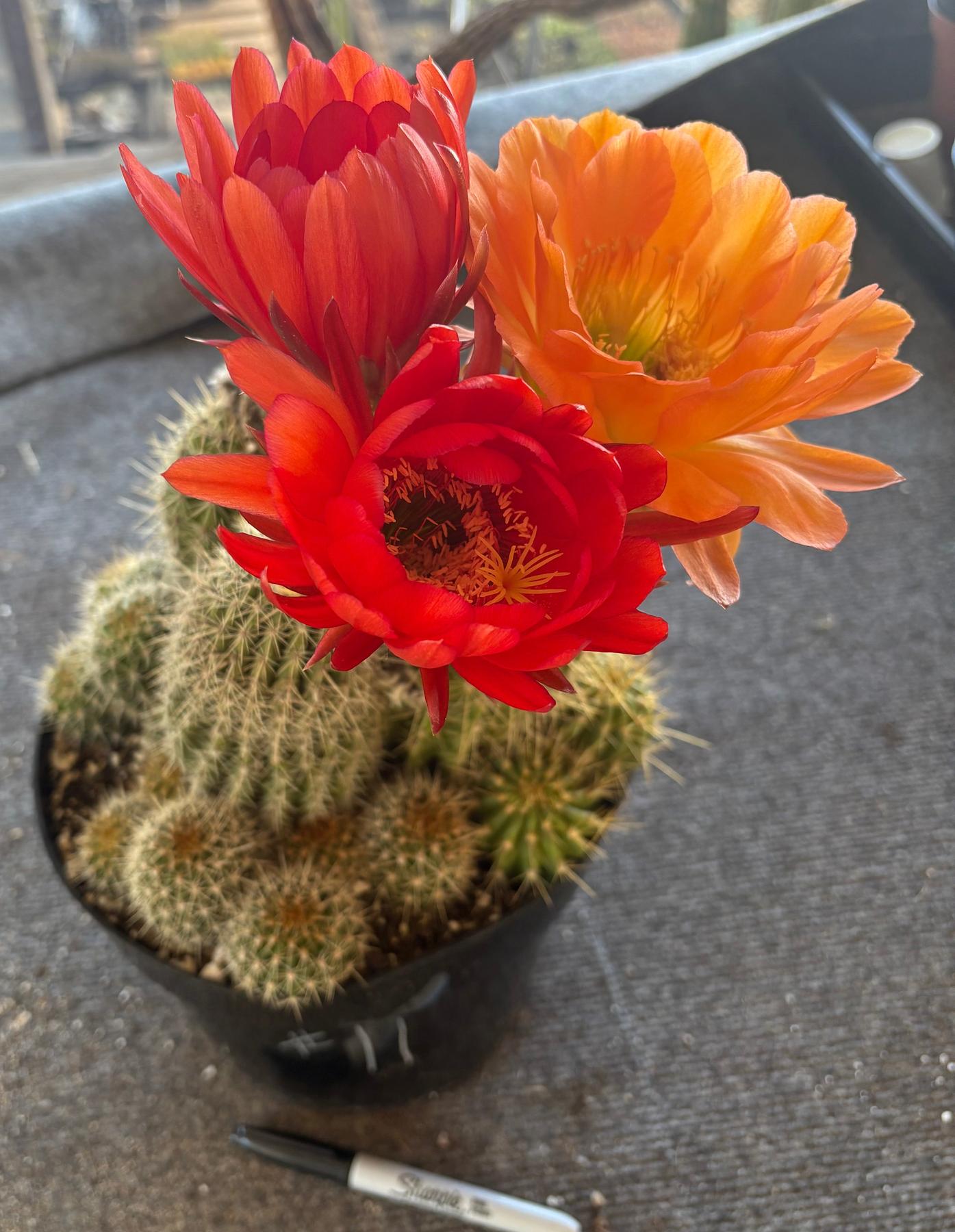 EC111 EXACT Trichocereus Grandiflorus Hybrid Cactus - 8