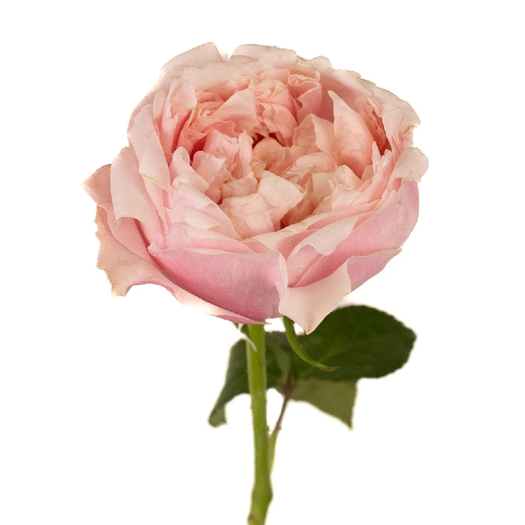 Blush Pink Prince Jardiniere Garden Rose - Elegant Floral Planter for Home Decor, Wedding Centerpieces & Outdoor Garden