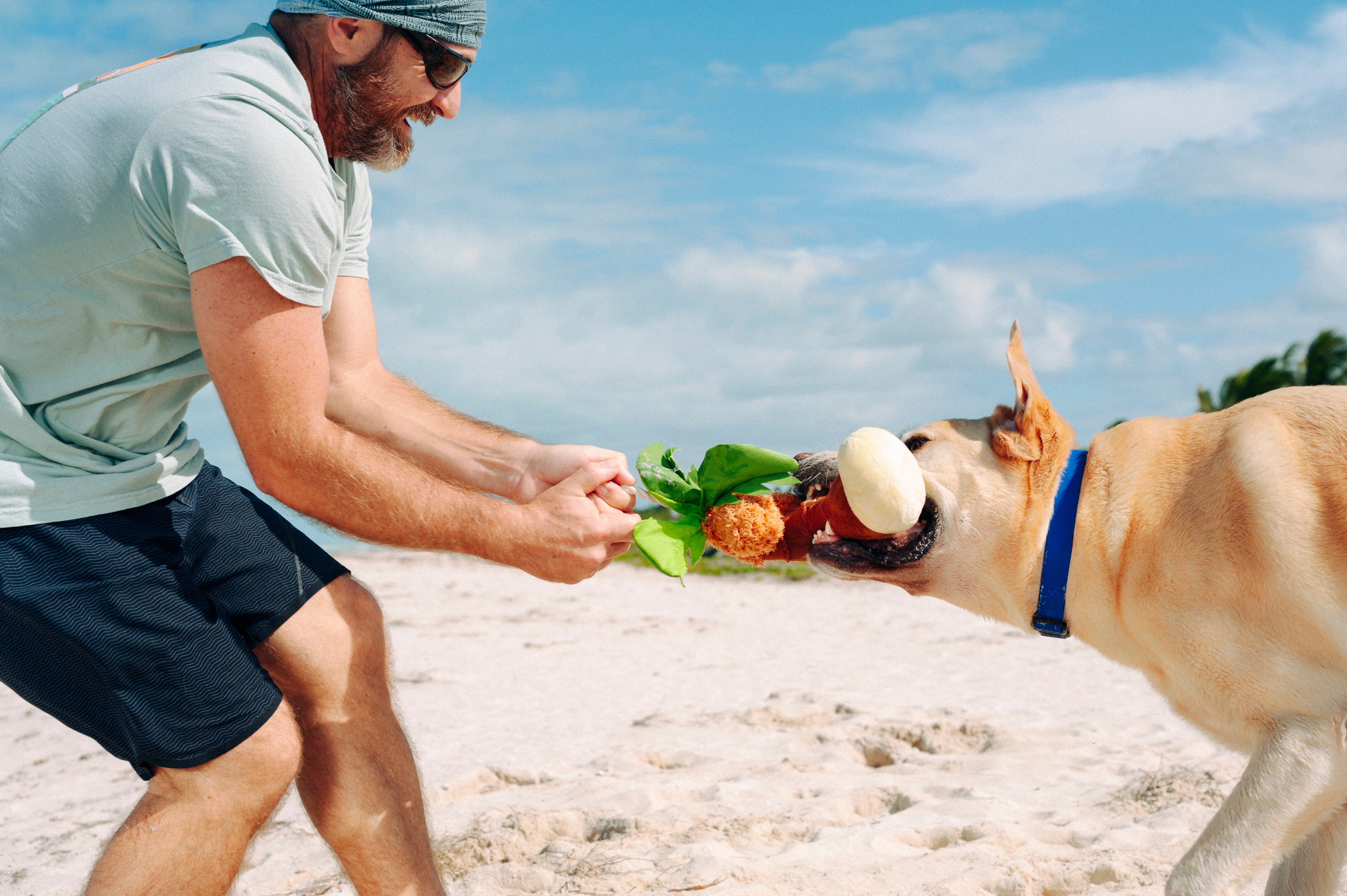 Tropical Paradise™ Dog Plush Toy - La Palma Soft Chew Toy for Dogs | Durable & Safe Pet Play | Perfect for Indoor & Outdoor Playtime
