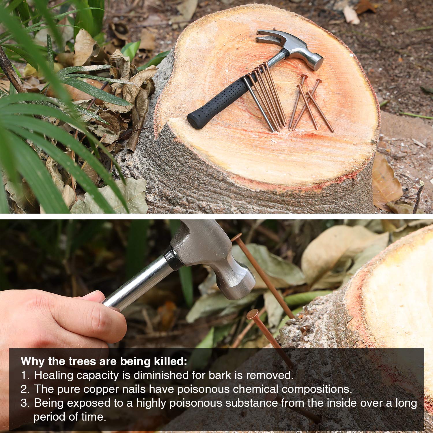 12 Pack 4 Inch (100mm) Long Copper Nails for Tree Killing & Stump Removal - Includes 1 Steel Nail & Storage Box - Ideal for Arborists, Gardeners, and DIY Tree Removal Projects