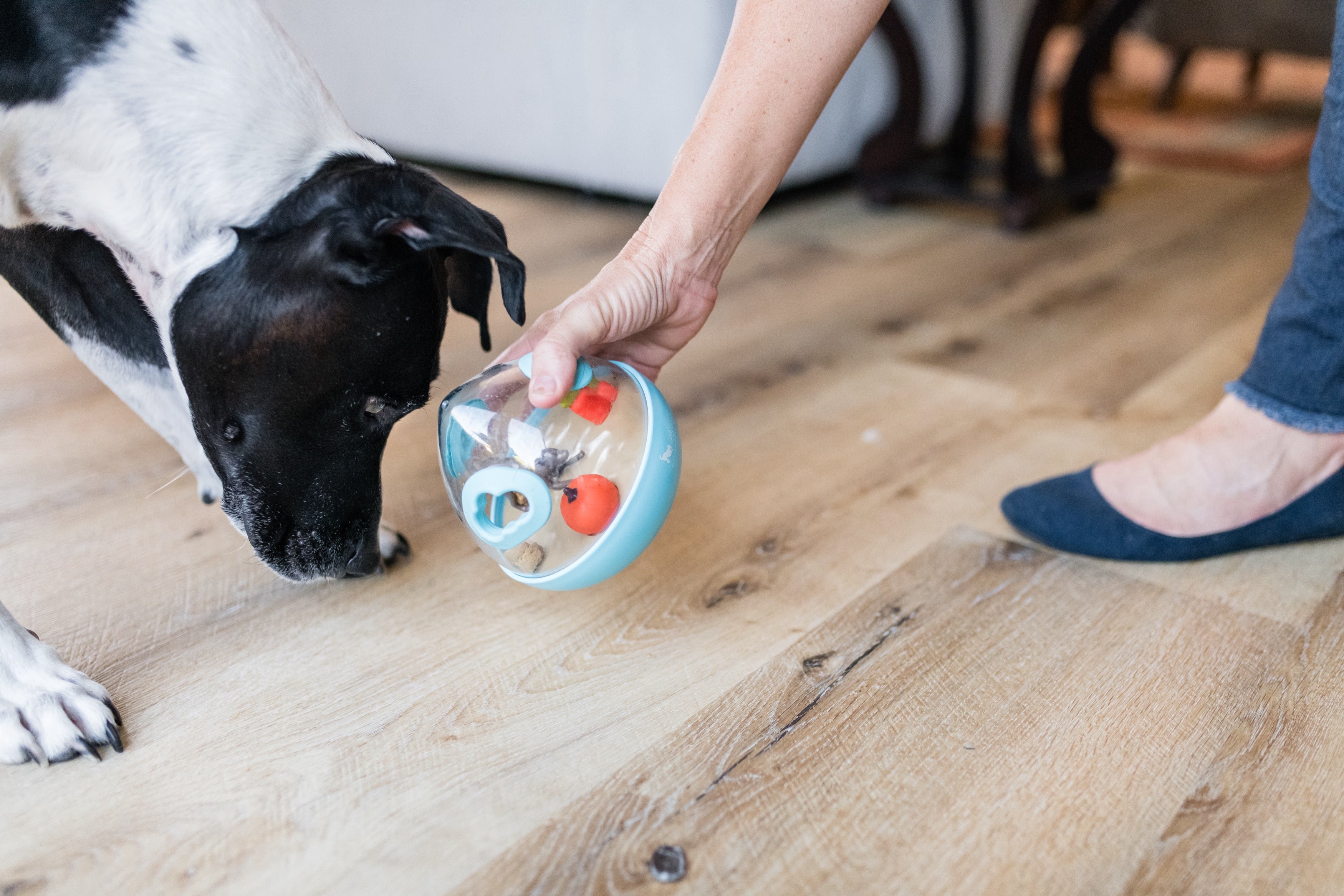 Wobble Ball Interactive Dog Treat Dispenser Toy - Blue | Pet P.L.A.Y. - Fun Puzzle Feeder for Small & Medium Dogs, Perfect for Mealtime Enrichment & Mental Stimulation