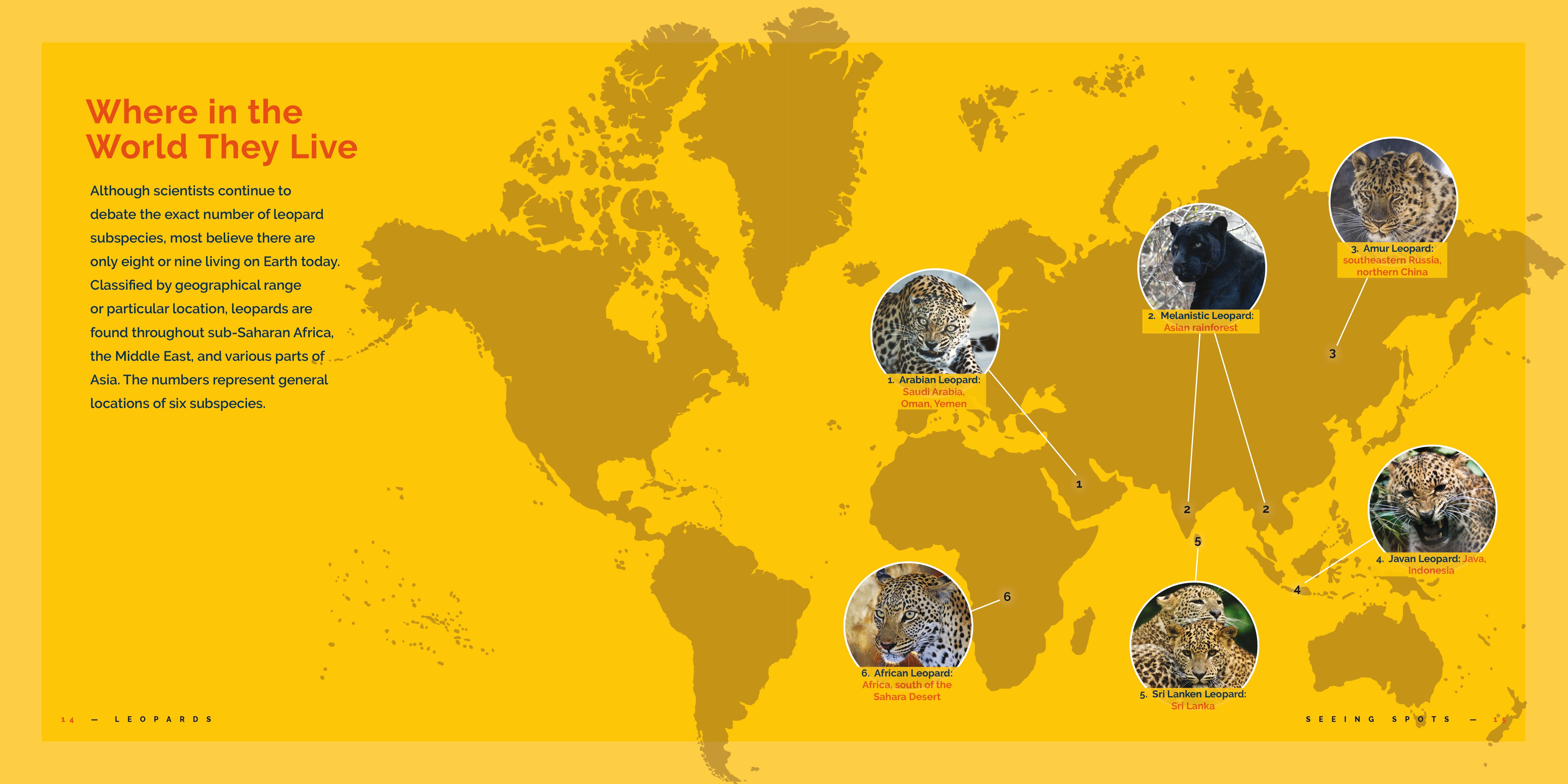 Leopards: Facts, Habitat & Behavior - 9781640265295 | Wildlife Books for Kids & Animal Lovers | Perfect for School Projects & Nature Study