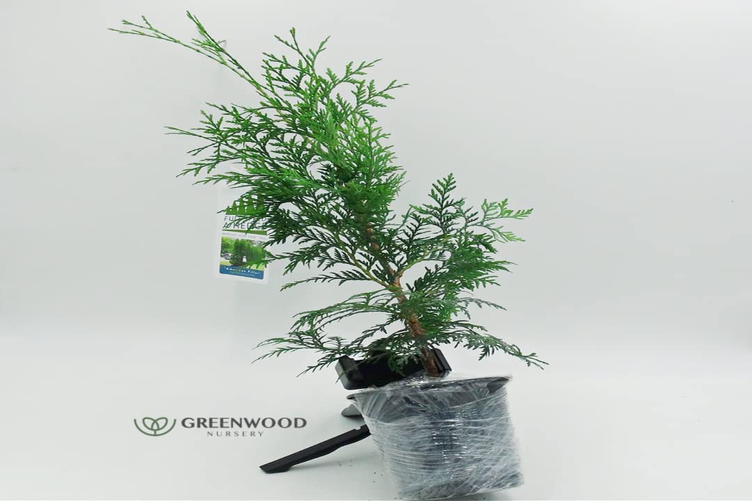 American Pillar Arborvitae & Thuja Occidentalis Live Trees - 10 Quart Pots | Fast-Growing Privacy Hedge & Windbreak | Greenwood Nursery