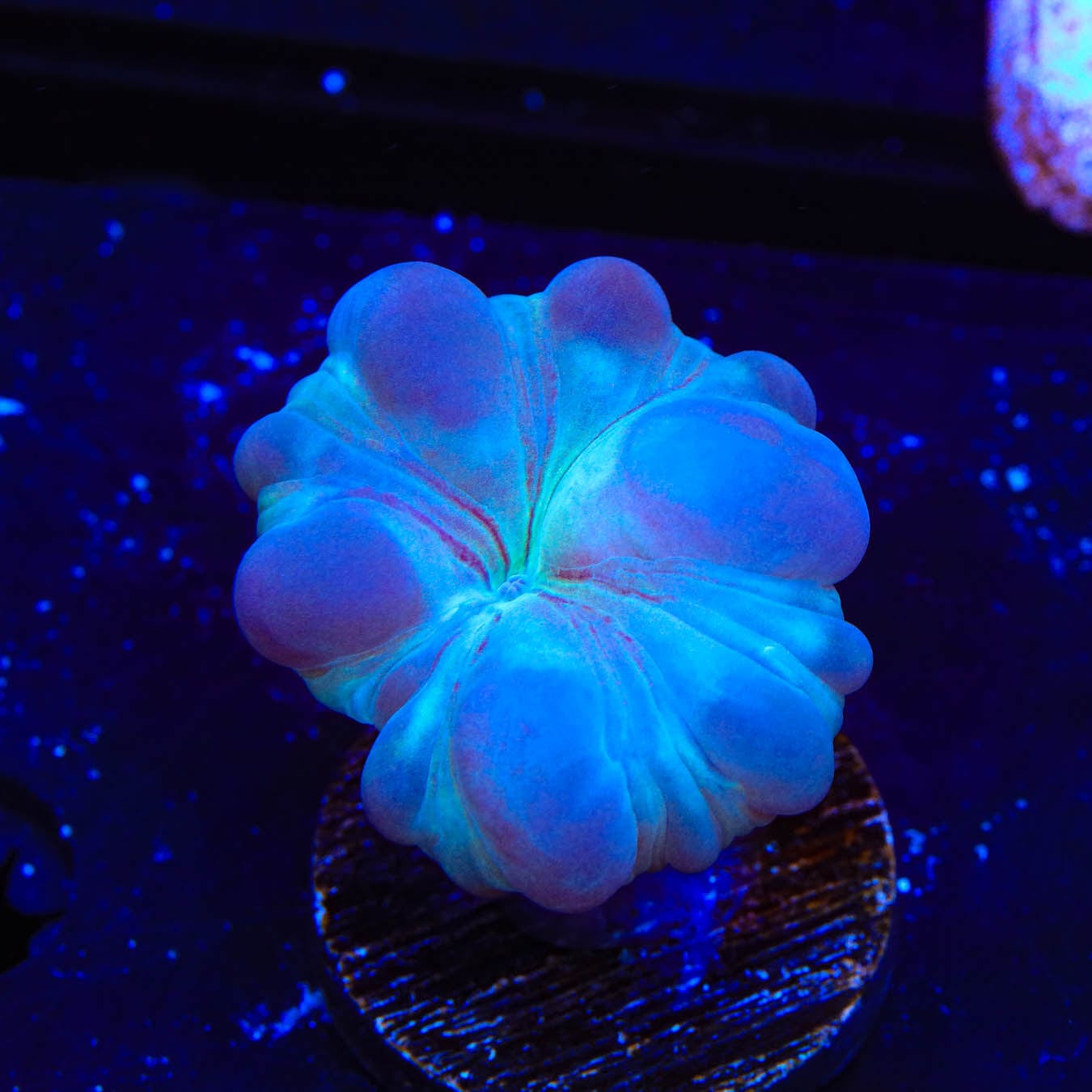 Fox Coral 1114 77 - Premium Artificial Coral Decor for Aquarium & Fish Tank | Perfect for Home, Office & Marine Life Enthusiasts