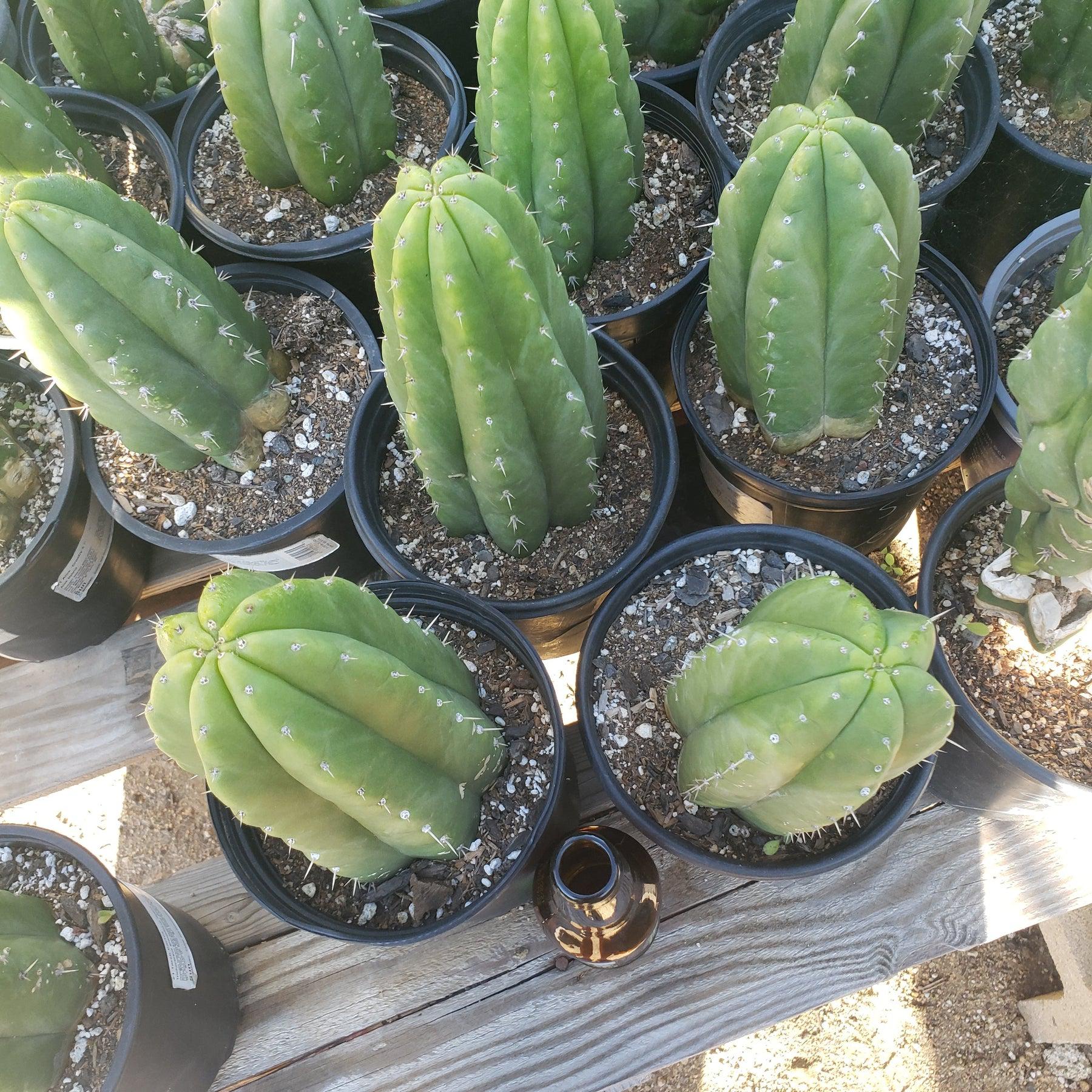 EC05 EXACT Trichocereus Pachanoi Monstrose Revert Cactus - Rare San Pedro Cactus for Home Decor & Spiritual Gardens