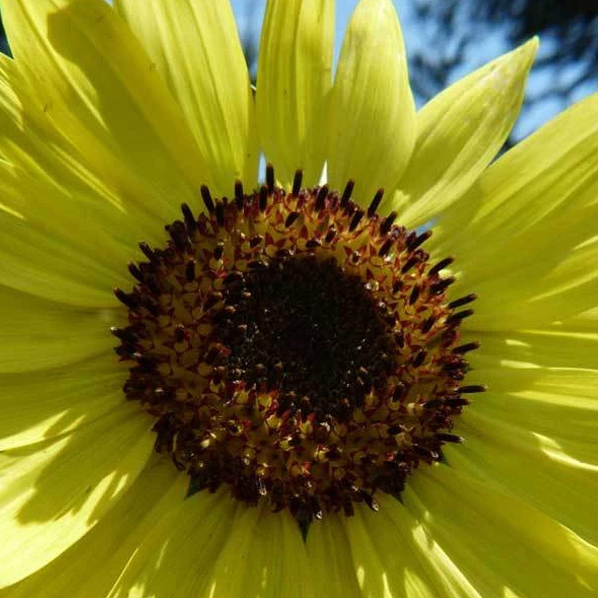 Sunflower Sungold Dwarf Seeds - Non-GMO, 2000 Seeds for Gardening