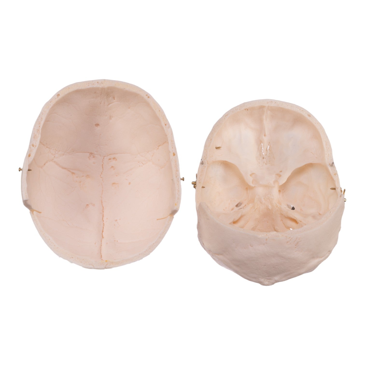Premium Anatomical Human Skull Model - Accurate Medical & Educational Tool for Students, Doctors & Researchers | Perfect for Classroom, Lab & Study Use
