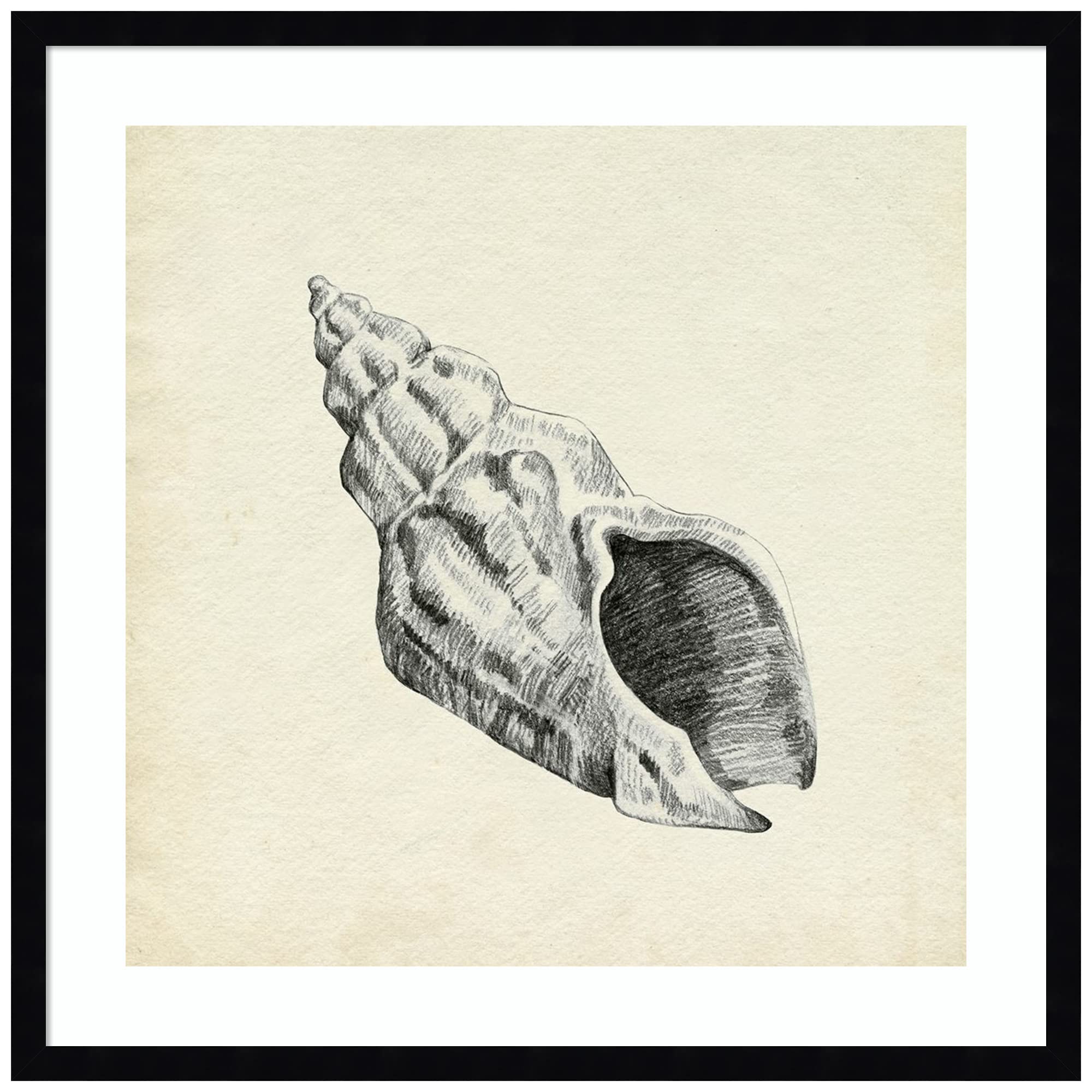Emma Caroline Seashell Pencil Sketch II - 25x25 Inch Wood Framed Wall Art Print with Svelte Noir Black Frame | Coastal Home Decor, Beach House Wall Art, Living Room & Bedroom Decoration