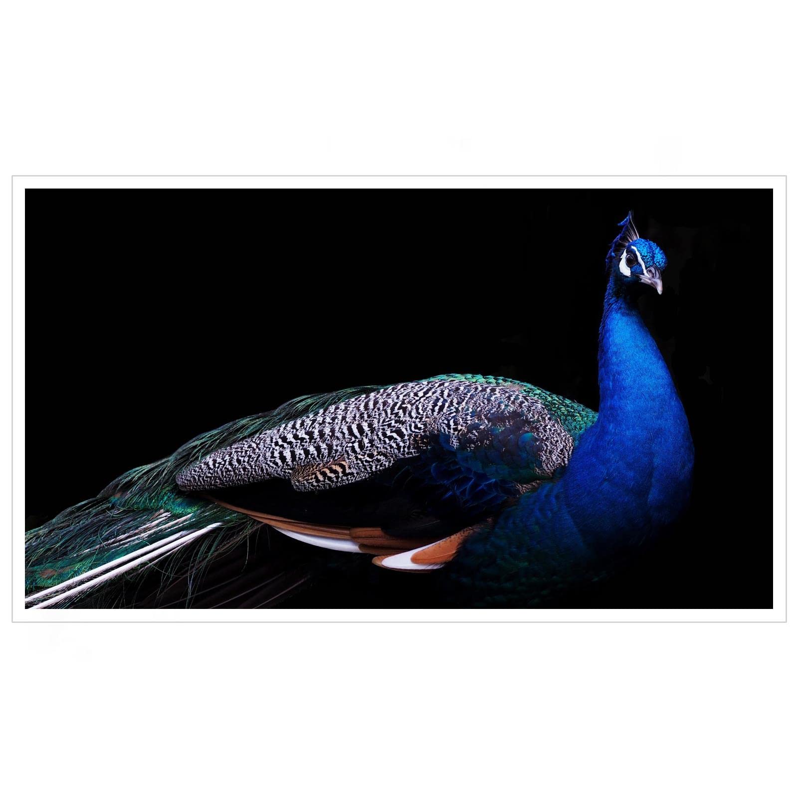 Peacock Canvas Wall Art - 42x24 Inch Unframed Animal Print Poster for Home & Office Decor | Perfect for Living Room, Bedroom, or Gift