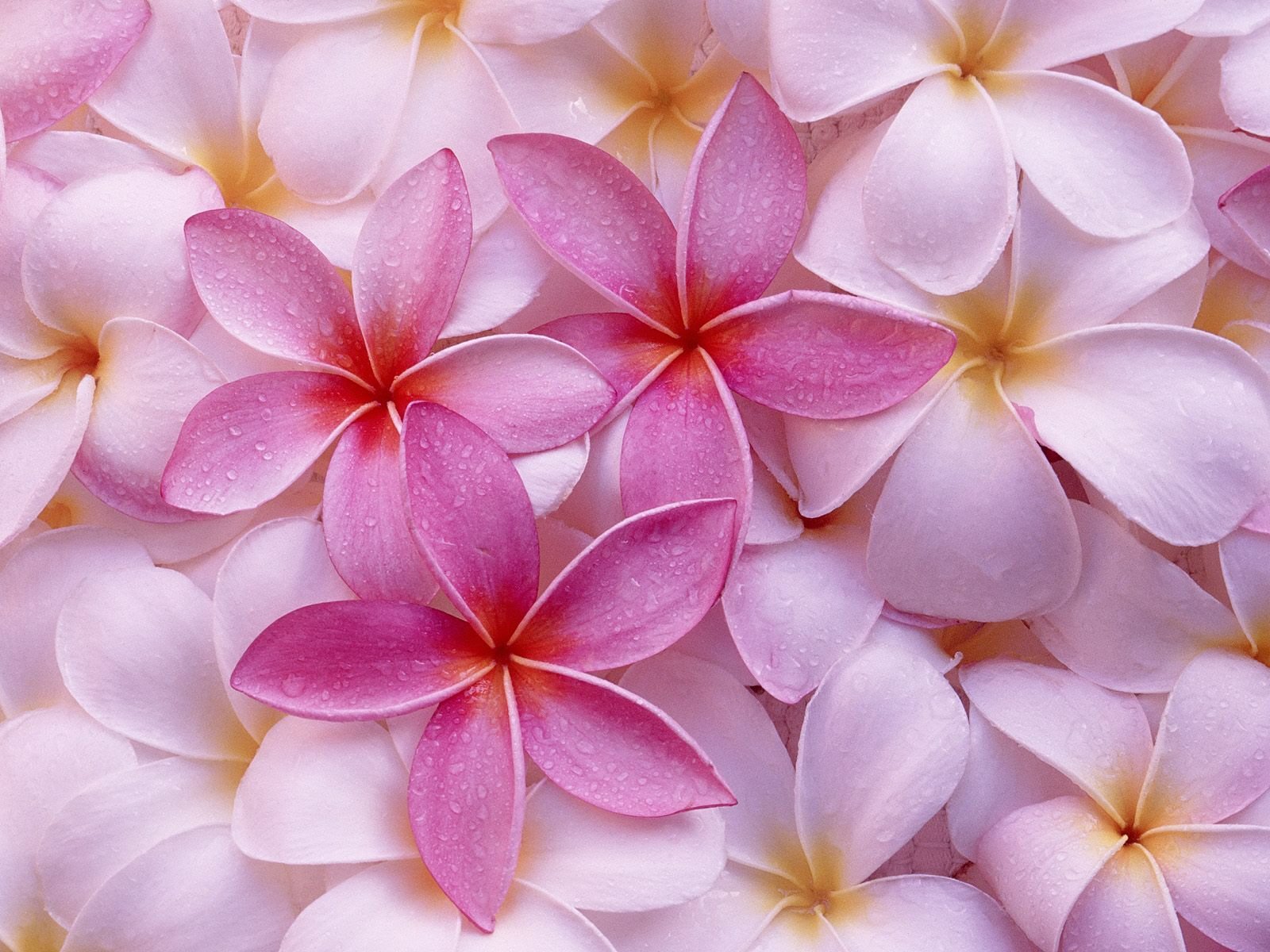 8 Hawaiian Live Plumeria Tree Cuttings - 2 White, Pink, Red, Yellow (9