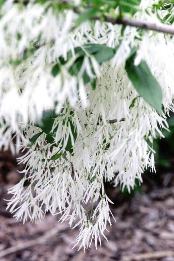 Chionanthus virginicus (White Fringetree) #10 Live Plant - Fragrant Spring Blooms, Fall Berries | Perfect for Landscaping, Gardens & Pollinator-Friendly Yards