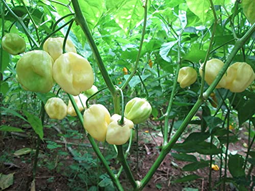 BmoreSpicy Trinidad 7 Pot White Hot Pepper Seeds - 10 Rare Super Hot Chili Pods for Extreme Heat - Perfect for Home Gardening, Hot Sauce Making, and Spicy Food Lovers