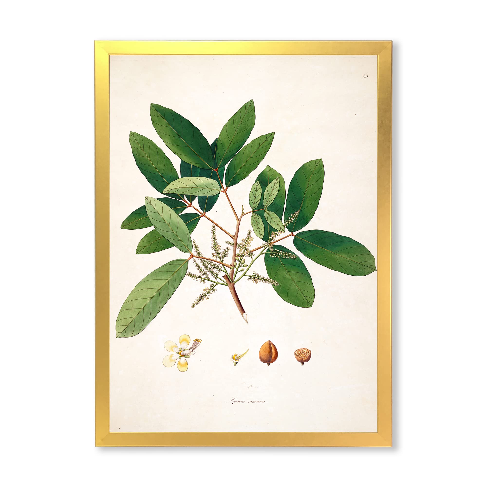 Vintage Botanical Wall Art Prints - Framed Farmhouse Decor for Living Room, Bedroom & Office - Nature Inspired Home Decor