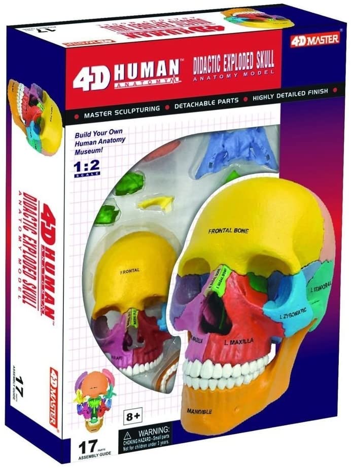 4D Didactic Exploded Skull Interactive Model - Human Anatomy Learning Tool for Medical Students & Science Enthusiasts - Perfect for Classroom, Study & Medical Training