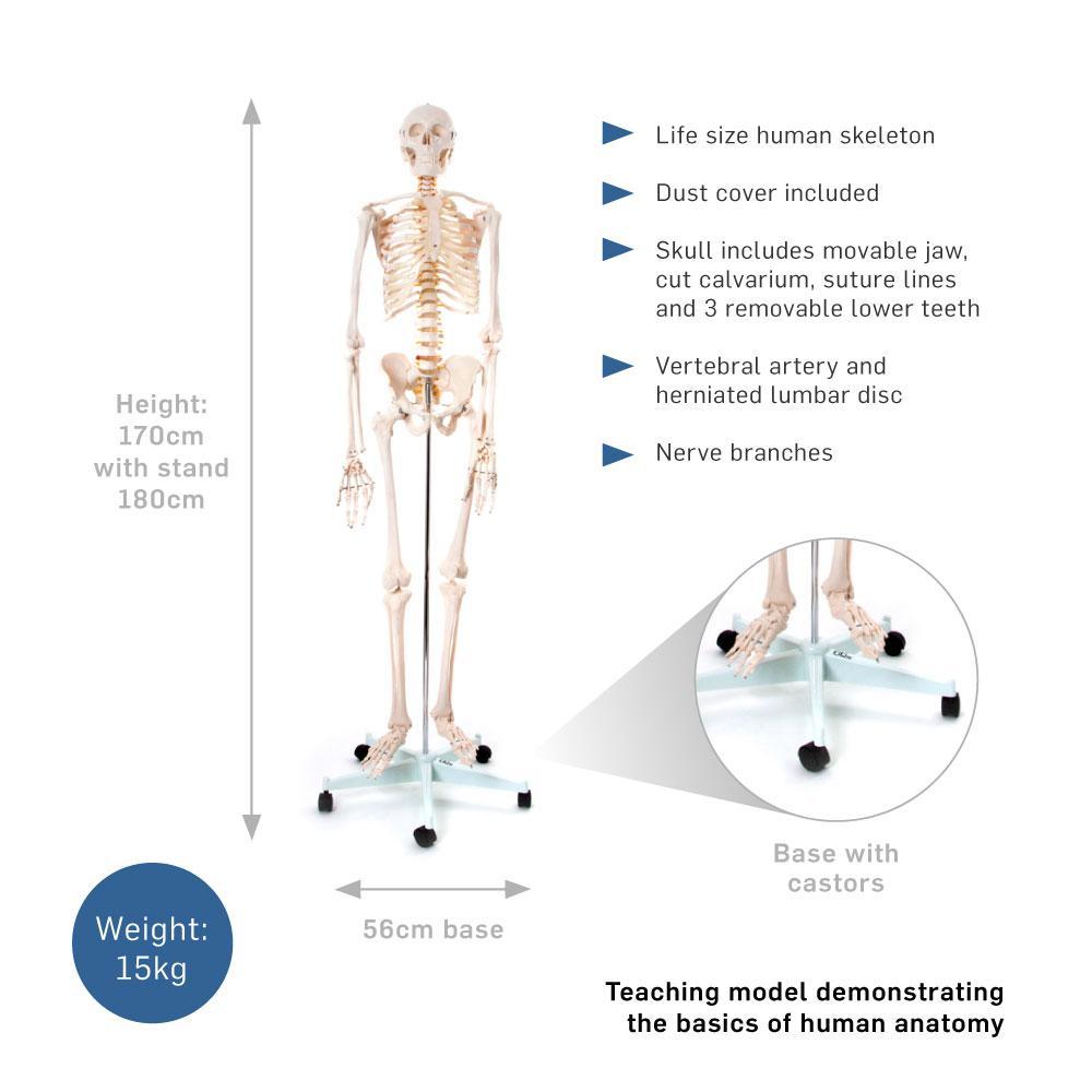 66fit Life-Size Human Skeleton Model with Stand - 170cm Tall Anatomical Display for Medical Education, Halloween Decor & Science Classroom Demonstration