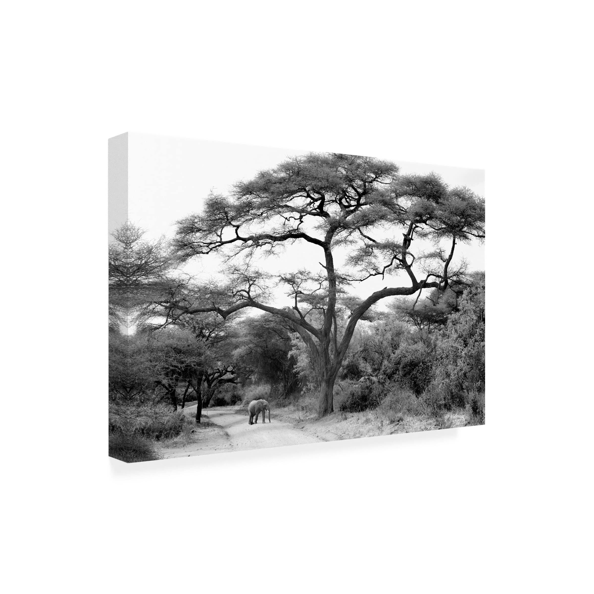 Trademark Fine Art 'Under The Acacia' Canvas Wall Art by Jorge Llovet - African Landscape Painting for Living Room, Bedroom & Office Decor