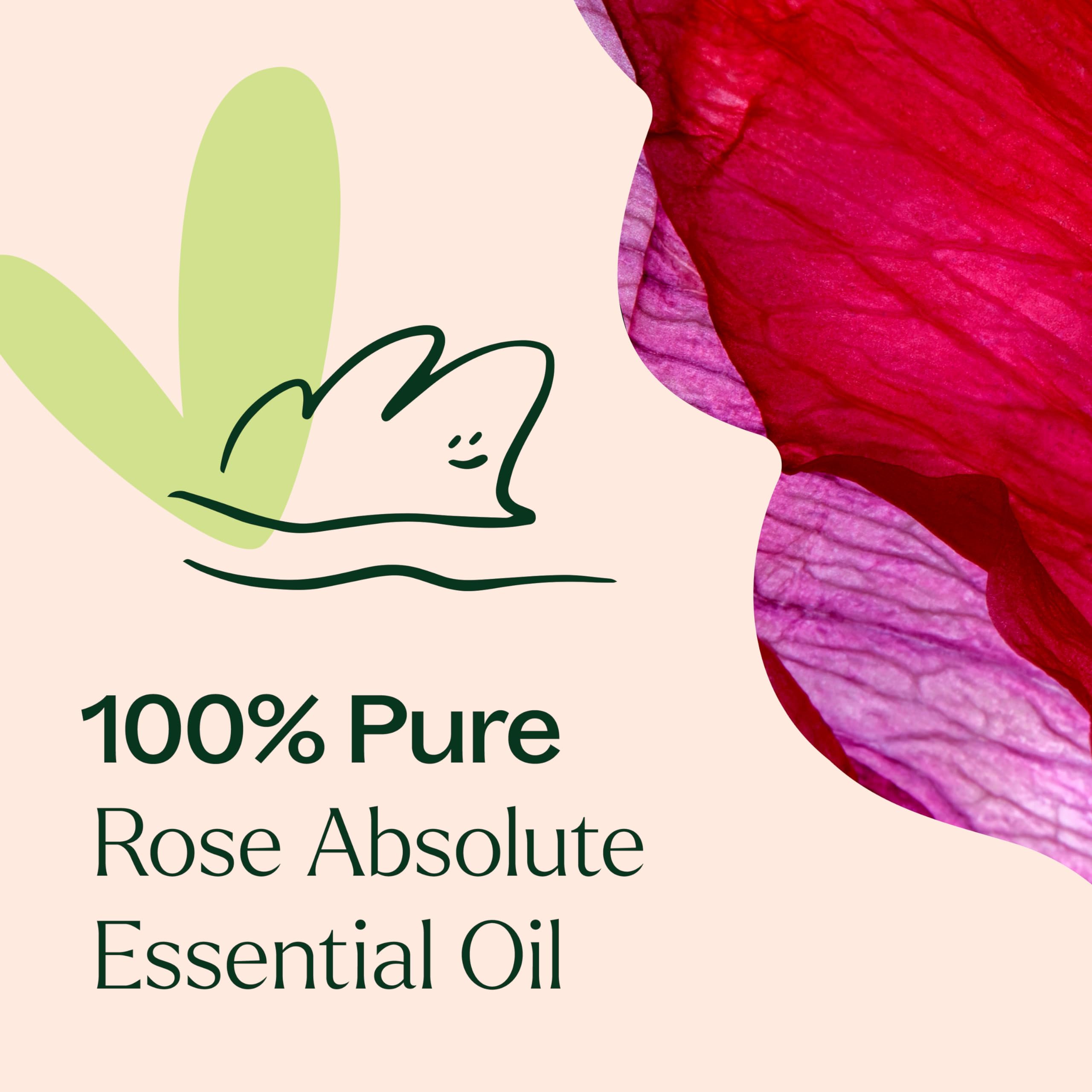 Plant Therapy Rose Absolute Essential Oil 100% Pure & Undiluted - Natural Aromatherapy Oil for Relaxation, Skin Care & Diffuser - Therapeutic Grade 10 mL (1/3 oz) for Home Spa, Massage & DIY Beauty Products
