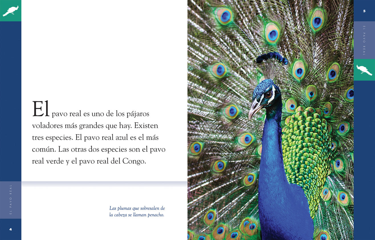 El Pavo Real Hardcover Book 9781608189373 - Perfect for Kids' Bedtime Stories & Classroom Reading