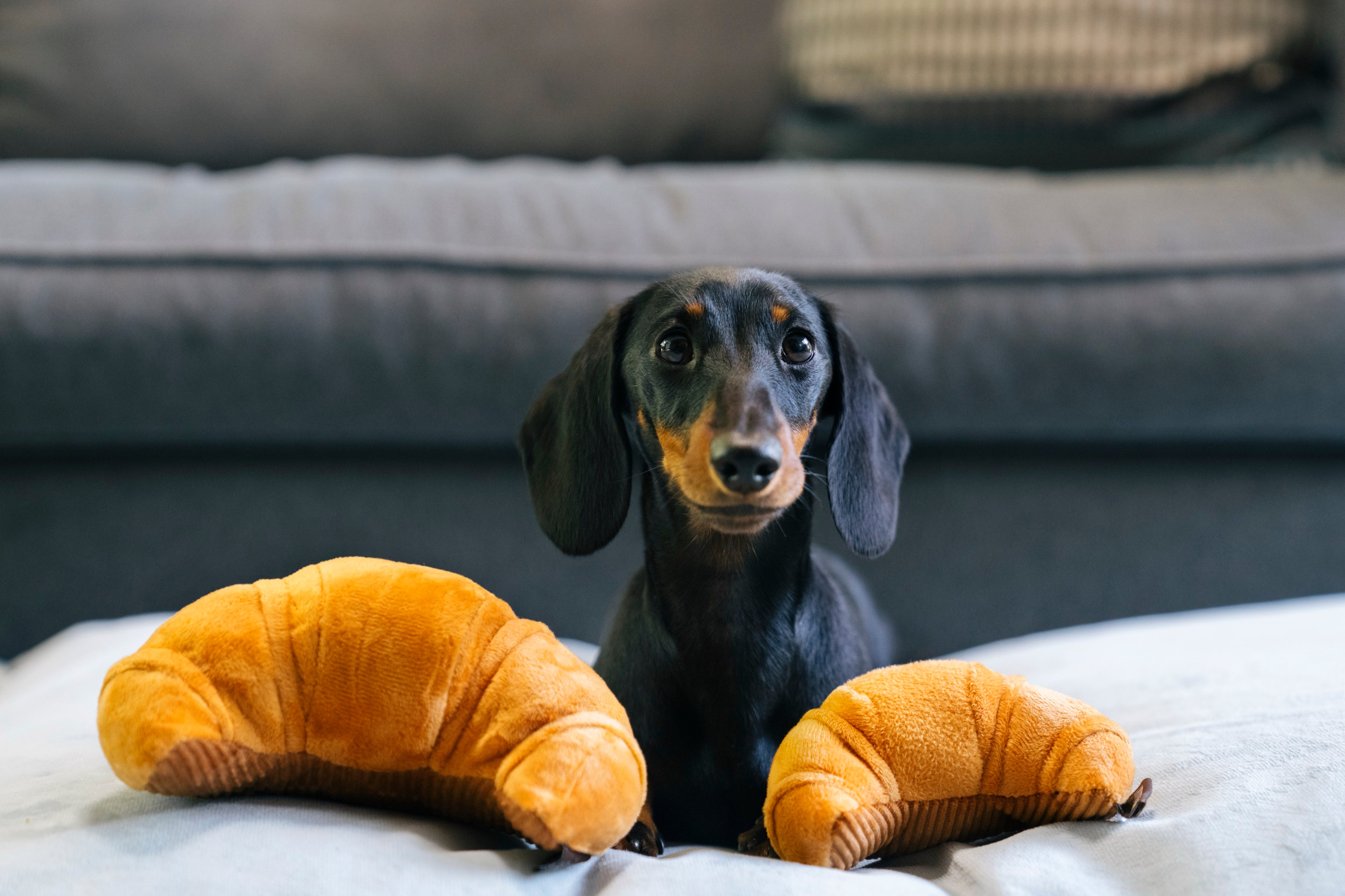 Croissant Plush Dog Toy - Barking Brunch™ Collection by Pet P.L.A.Y. | Soft & Durable Chew Toy for Small & Medium Dogs | Perfect for Playtime, Training & Cuddling