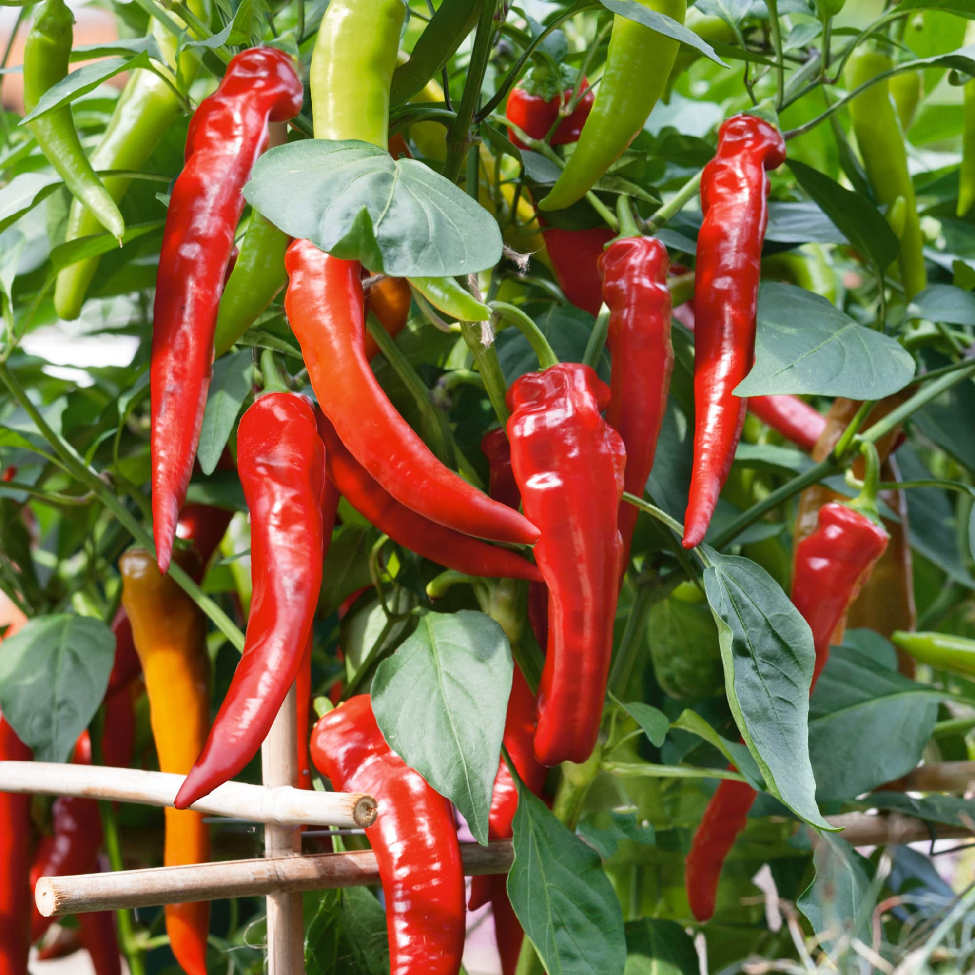 Premium Cowhorn Hot Pepper Seeds - 1 Lb (~80,000 Seeds) - Non-GMO Heirloom Vegetable Seeds for Home Gardening - Capsicum Annuum - Perfect for Salsas, Hot Sauces & Spicy Dishes