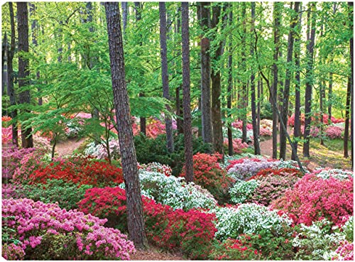Ground Cover
