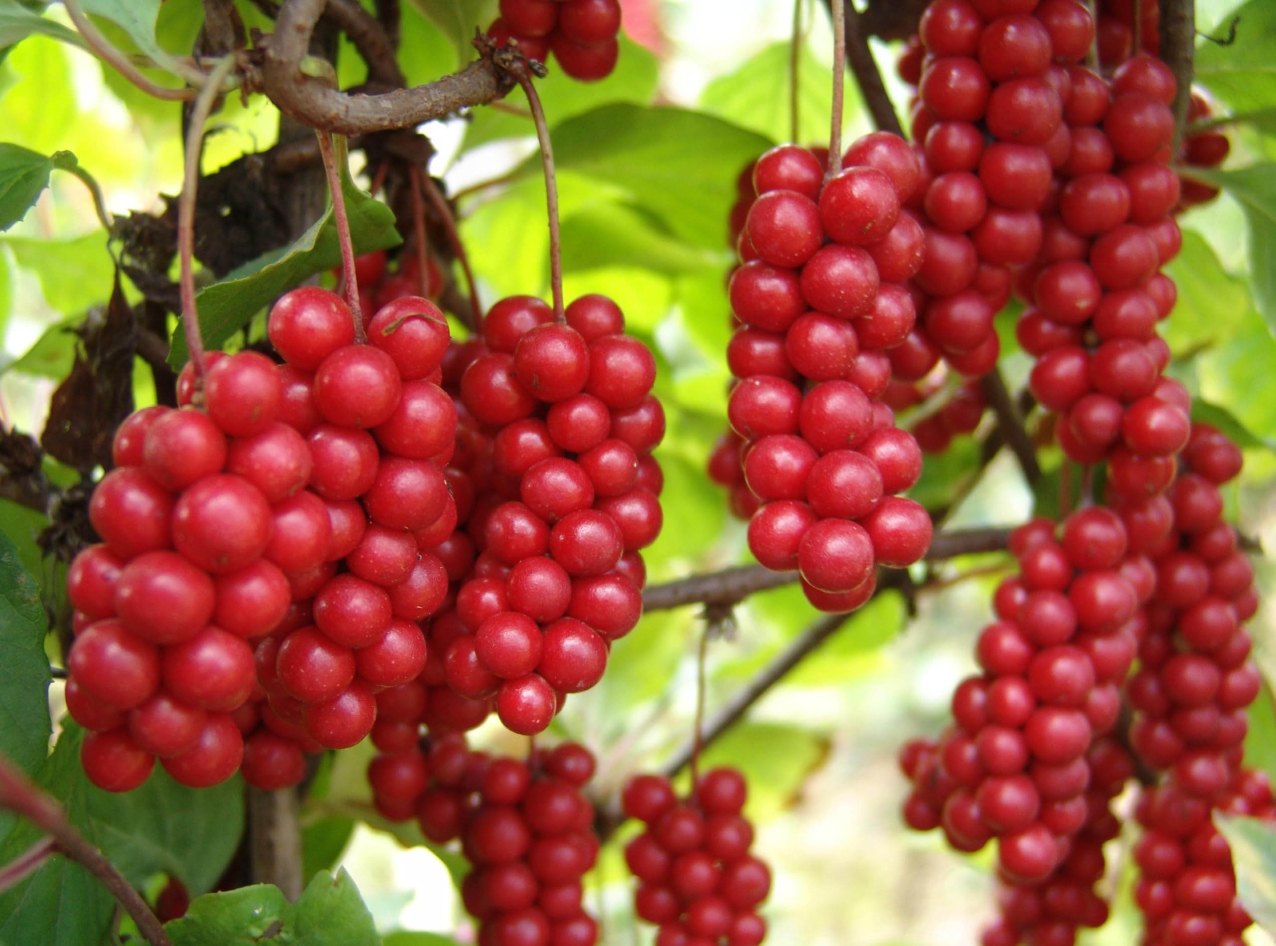 Premium Organic Schisandra Berry Dried - 1lb (16oz/454g) - Natural Schisandra Chinensis for Tea, Smoothies & Wellness - USDA Certified - Perfect for Detox, Energy Boost & Immune Support - Grown in USA